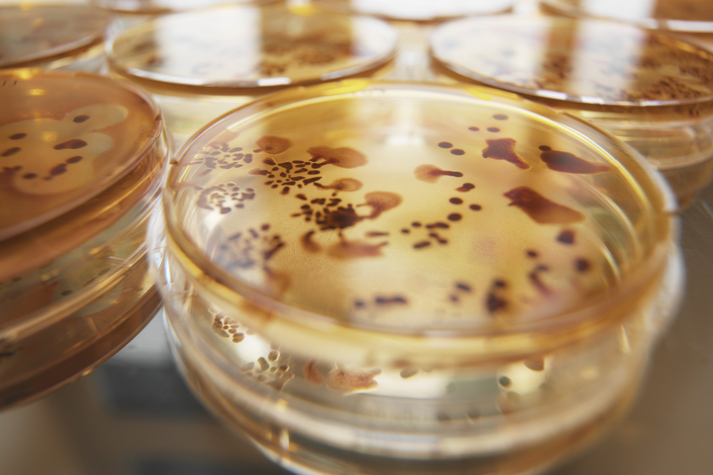 Campylobacter jejuni baktérium.