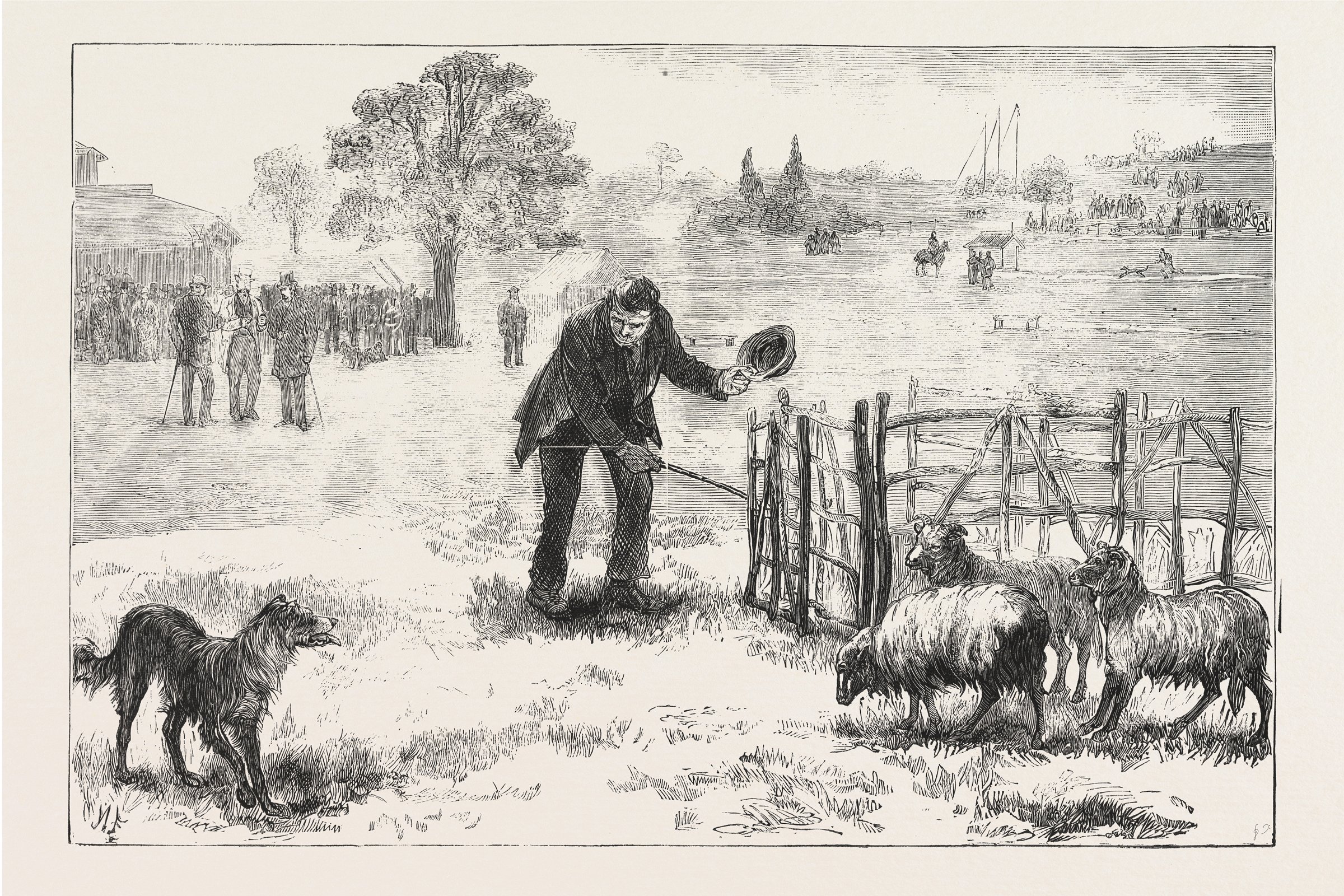 Border collie 1876