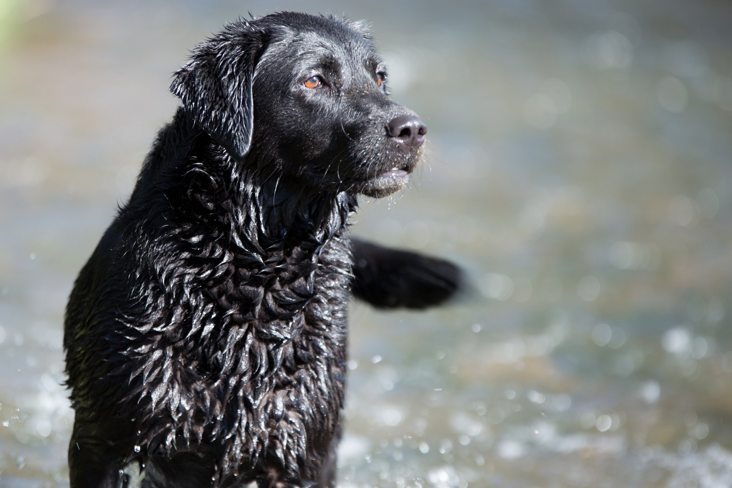 labrador a vízben