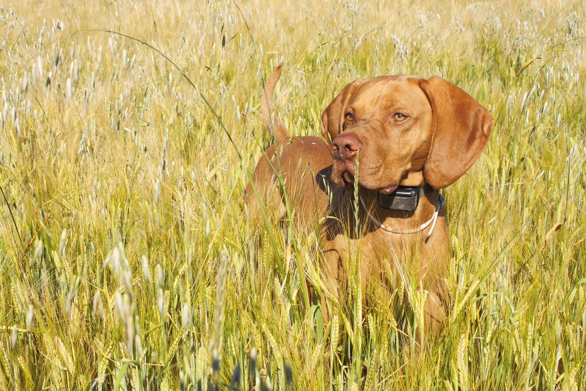 vizsla e-nyakörv elektromos nyakörv