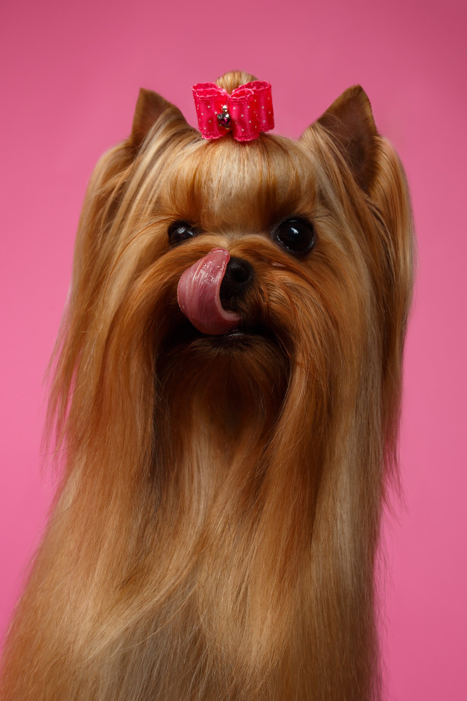 yorkshire terrier rózsaszín háttér