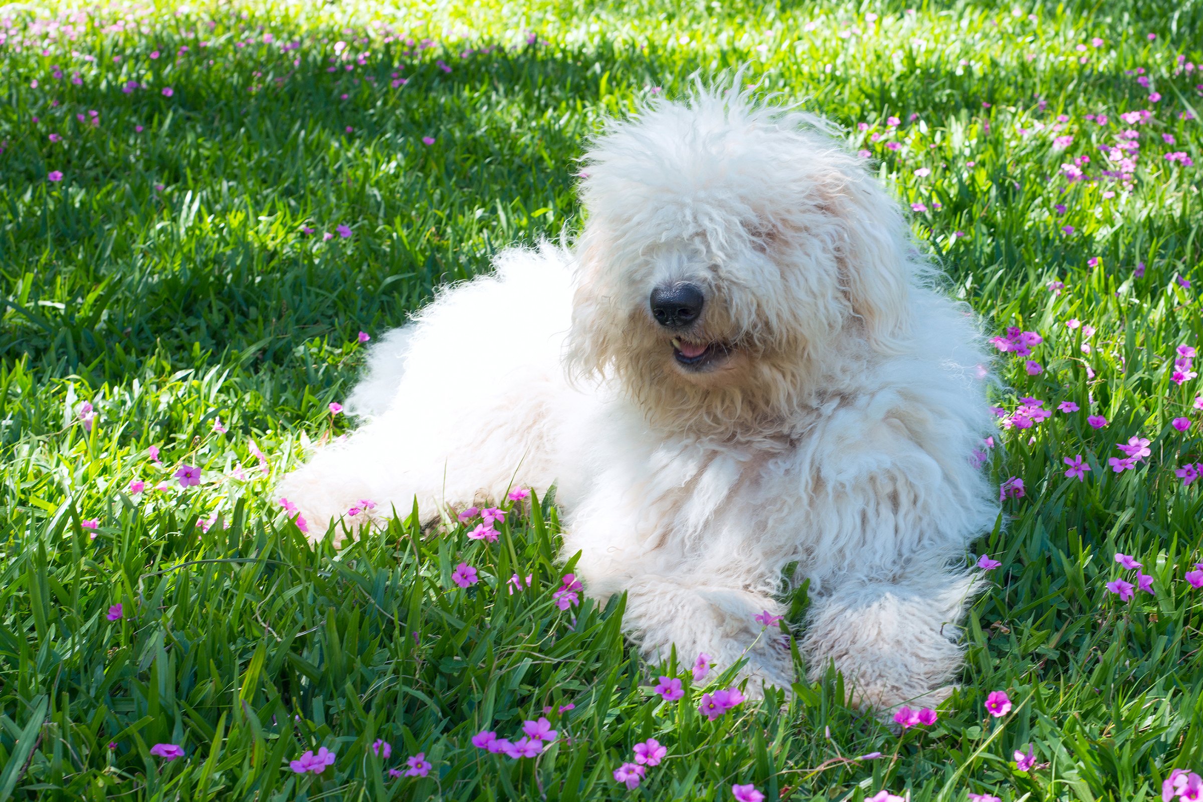 Komondor kölyök