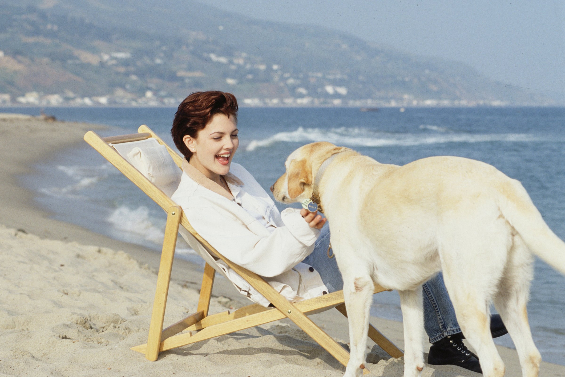 Drew Barrymore labrador