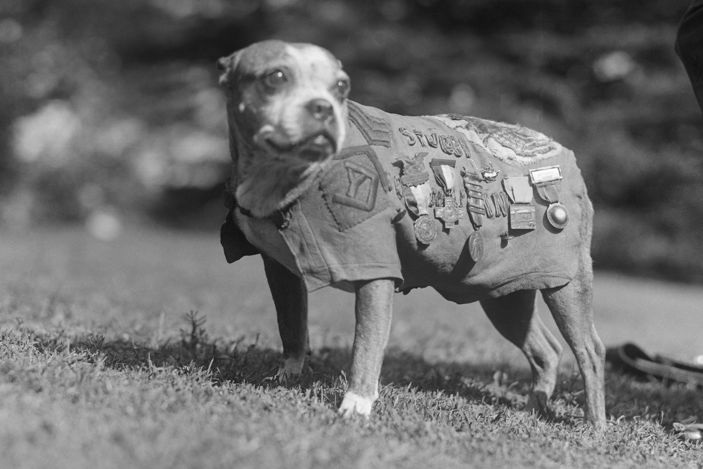 Stubby, a háborús hős.