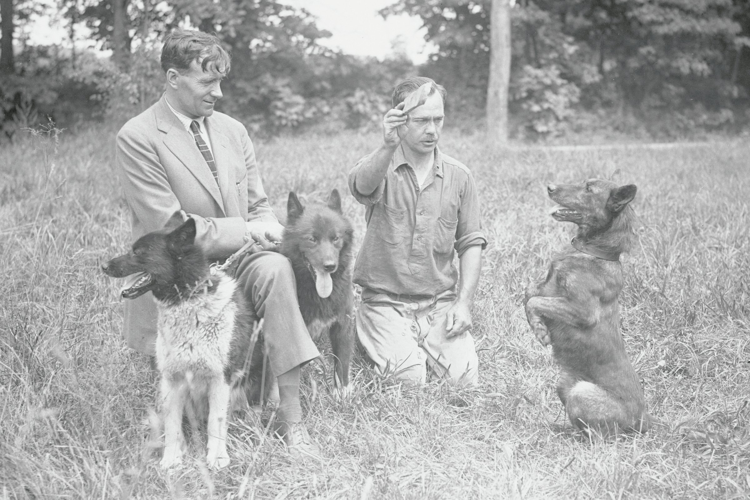 Balto és Silla