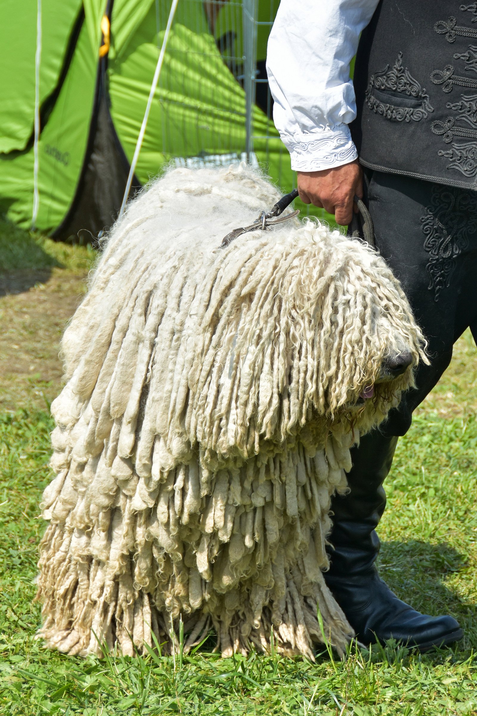 komondor pásztor