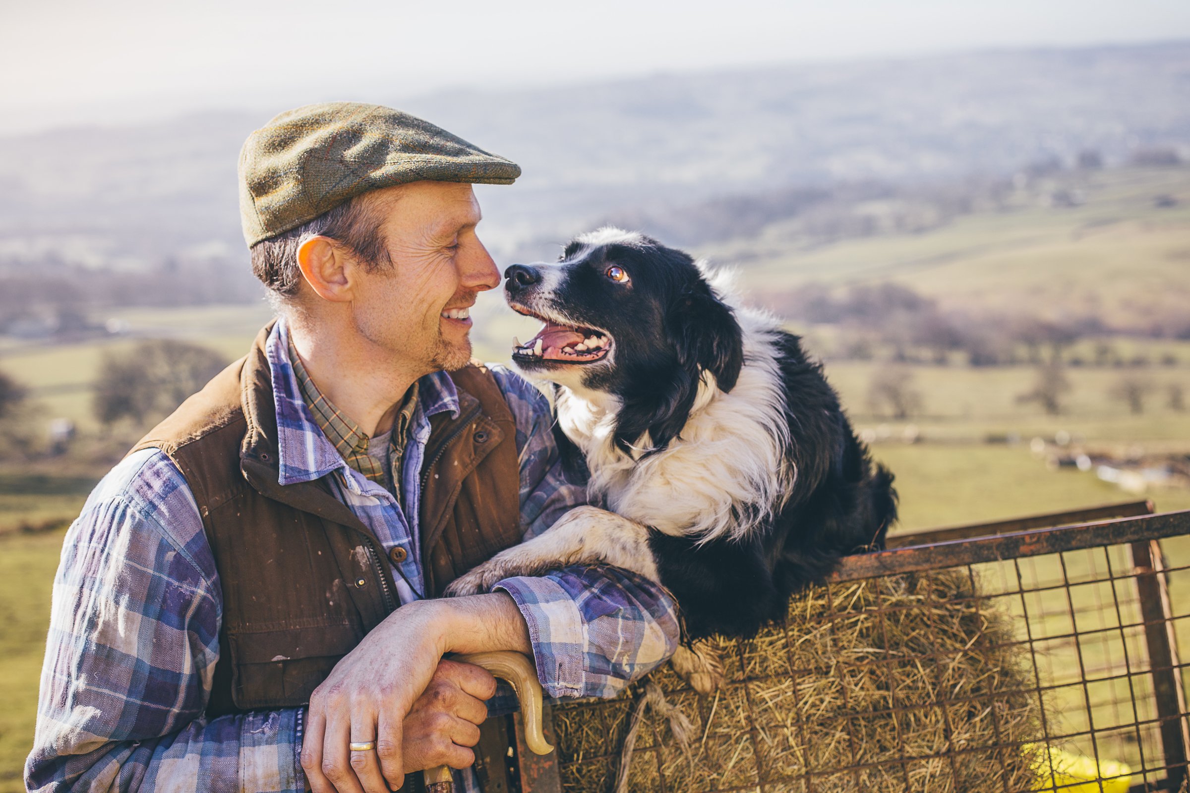 farmer border collie