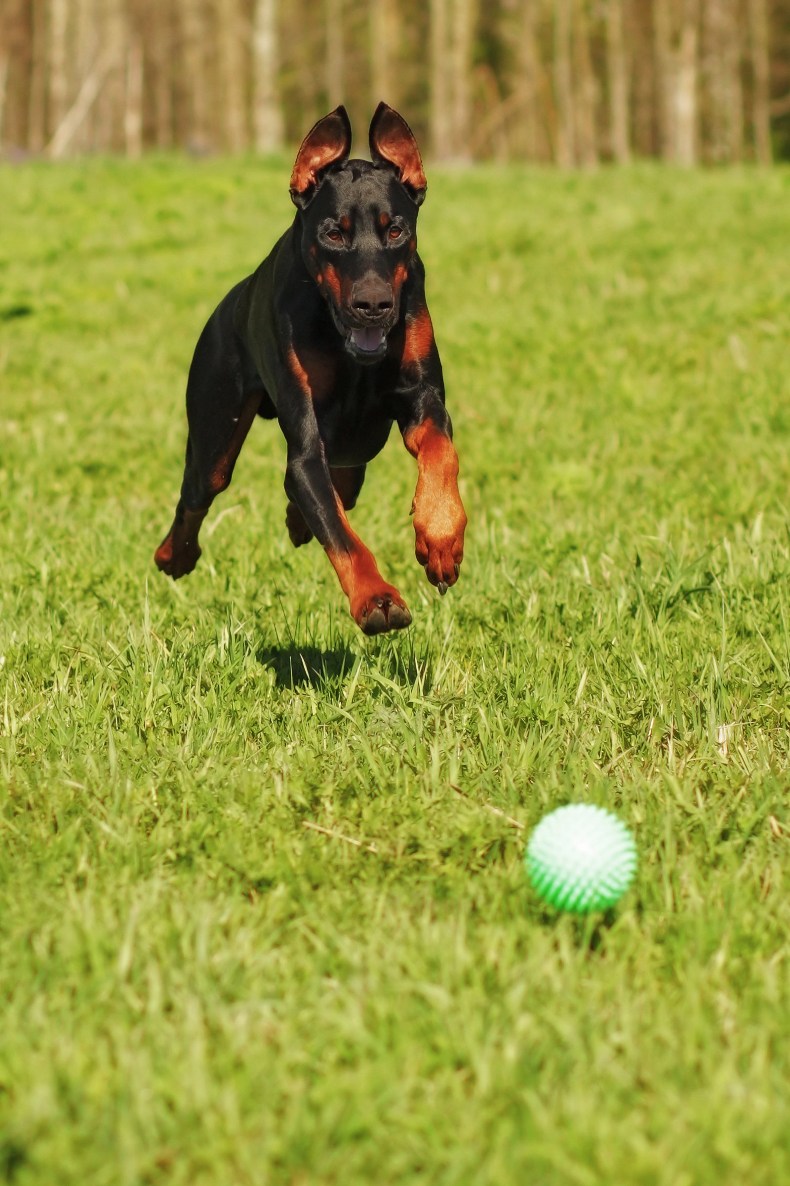 Dobermann játszik