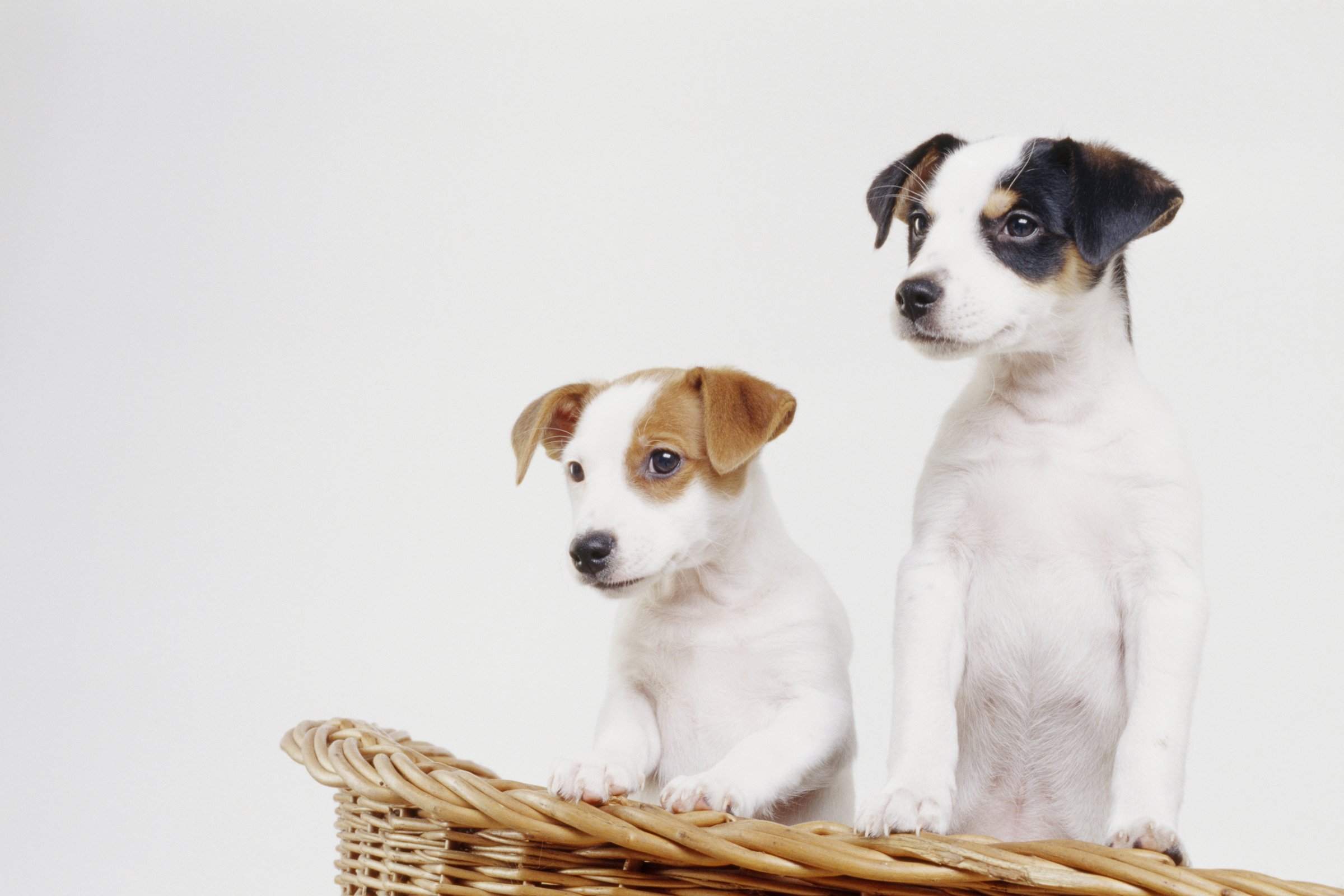 jack russell terrier kölykök