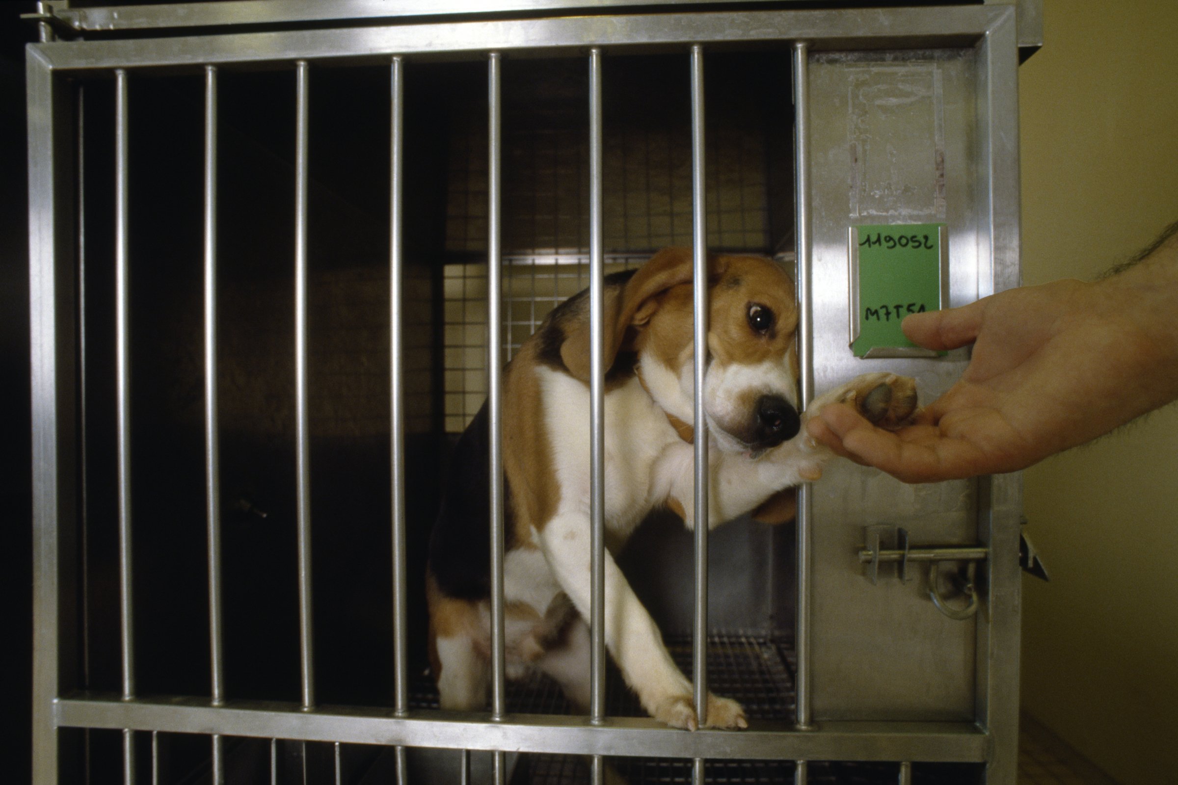 Beagle ketrecben állatkísérlet rossz körülmények