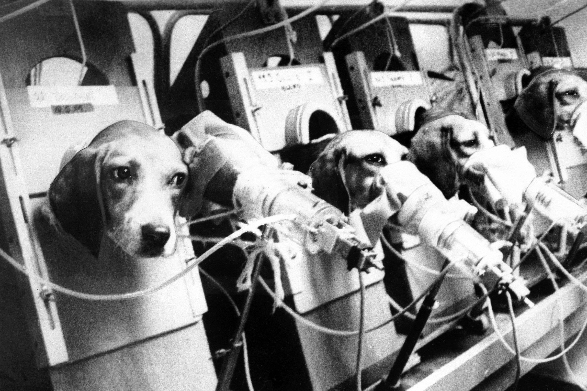 Beagle állatkísérlet retro