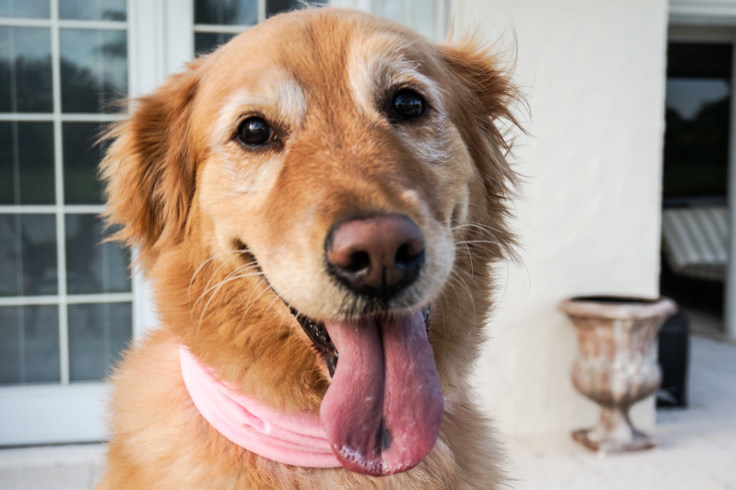 golden retriever foltos nyelvvel