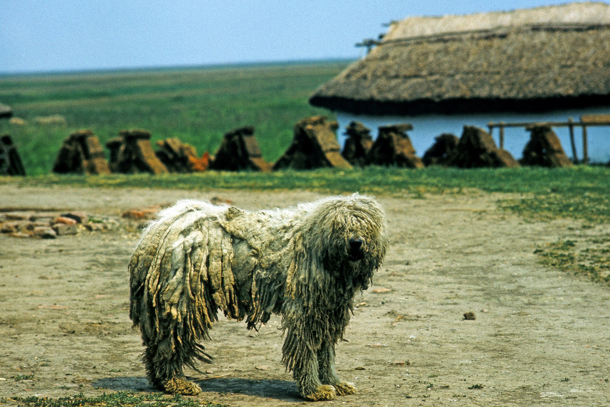 Komondor 1