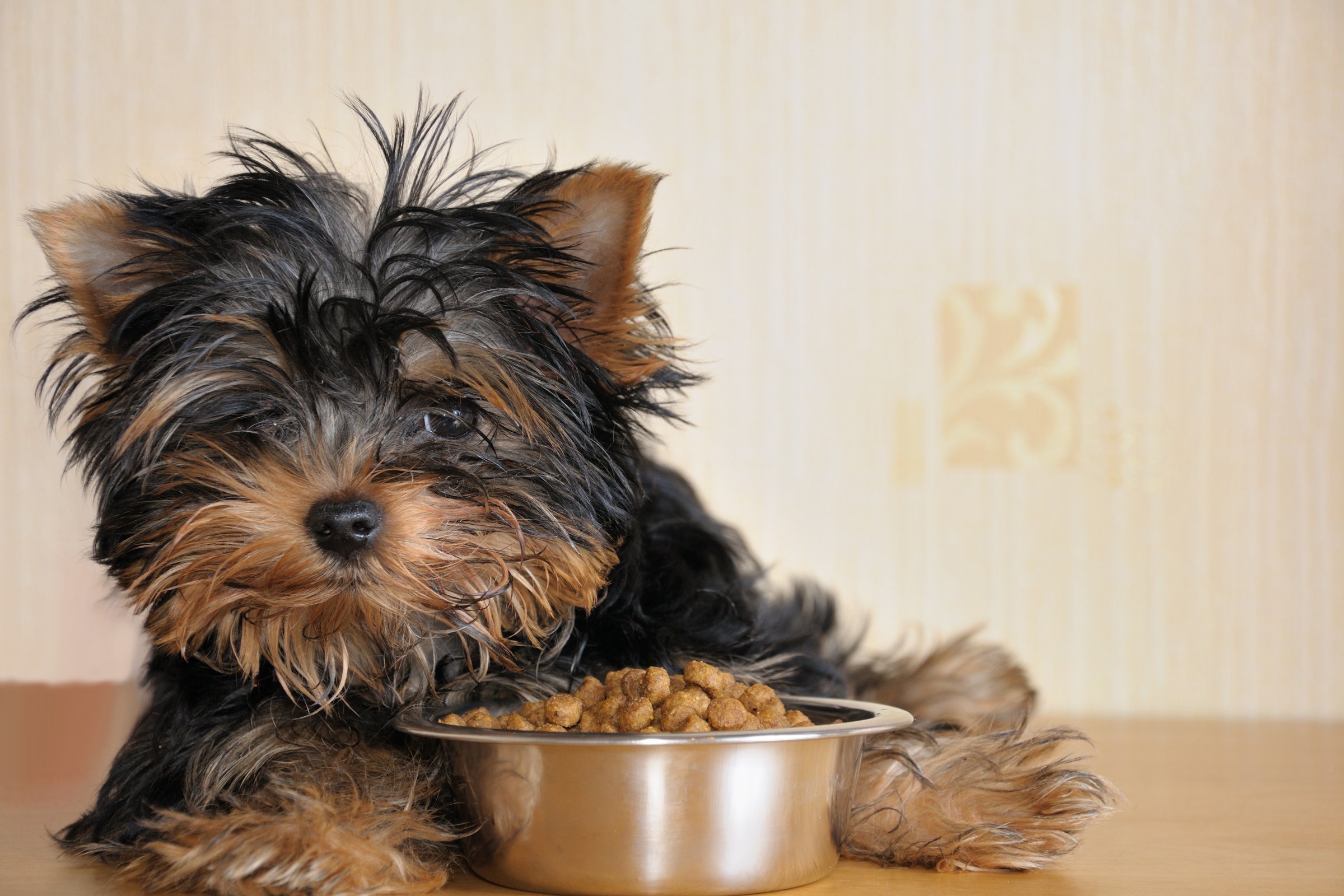 yorkie eszik