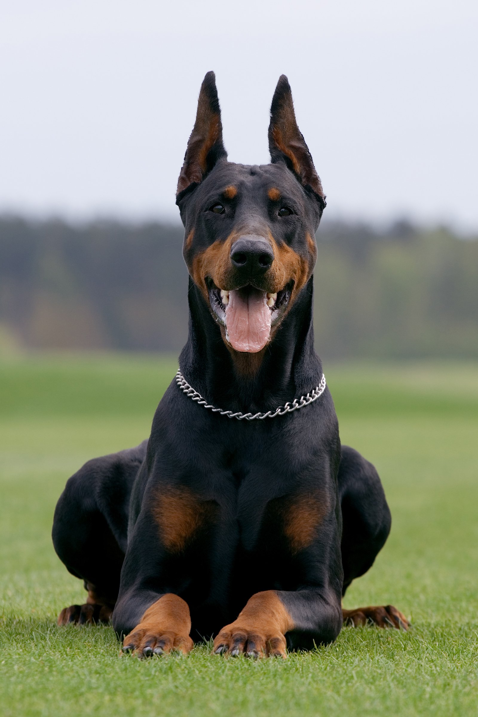dobermann fekszik