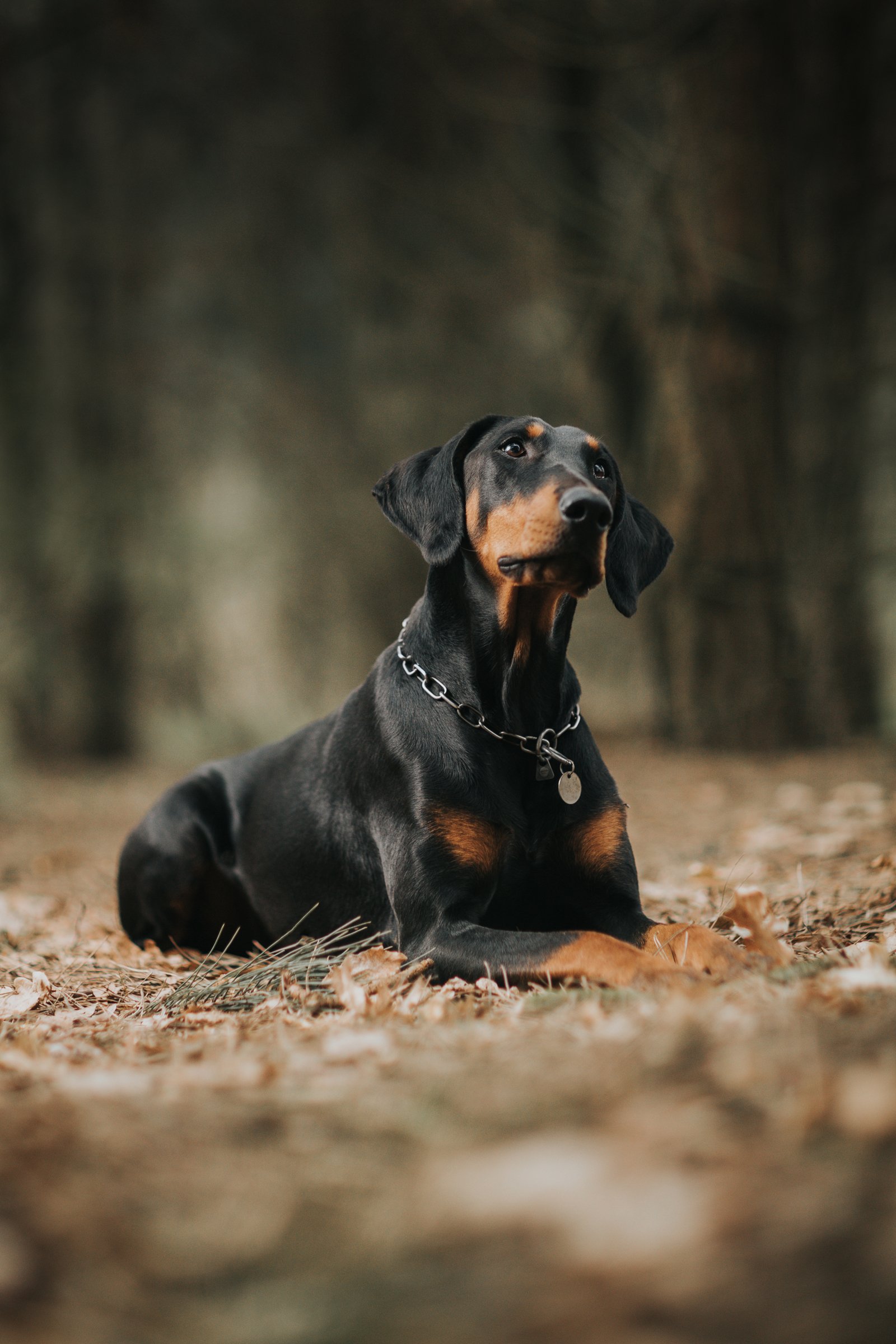 lógófülű dobermann