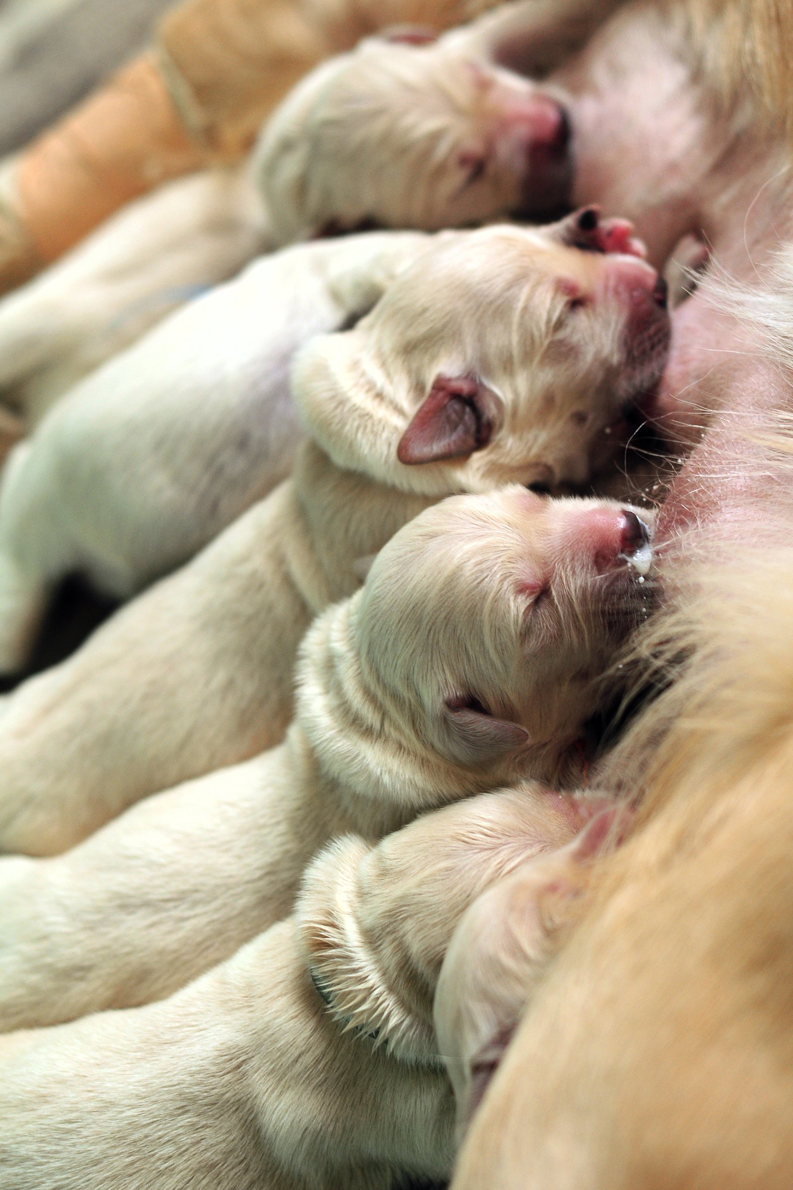 újszülött golden retrieverek szopnak