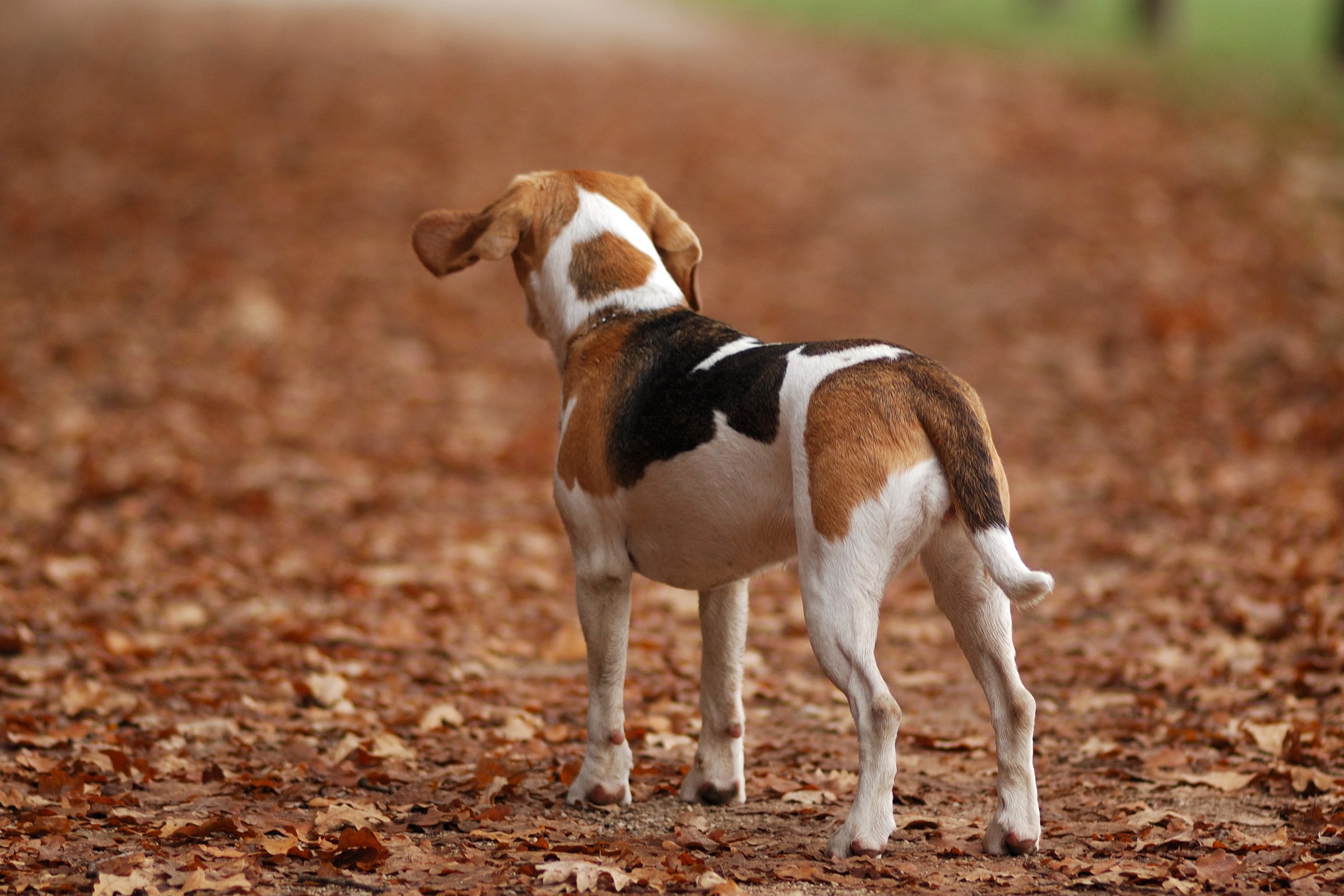 Beagle ősz