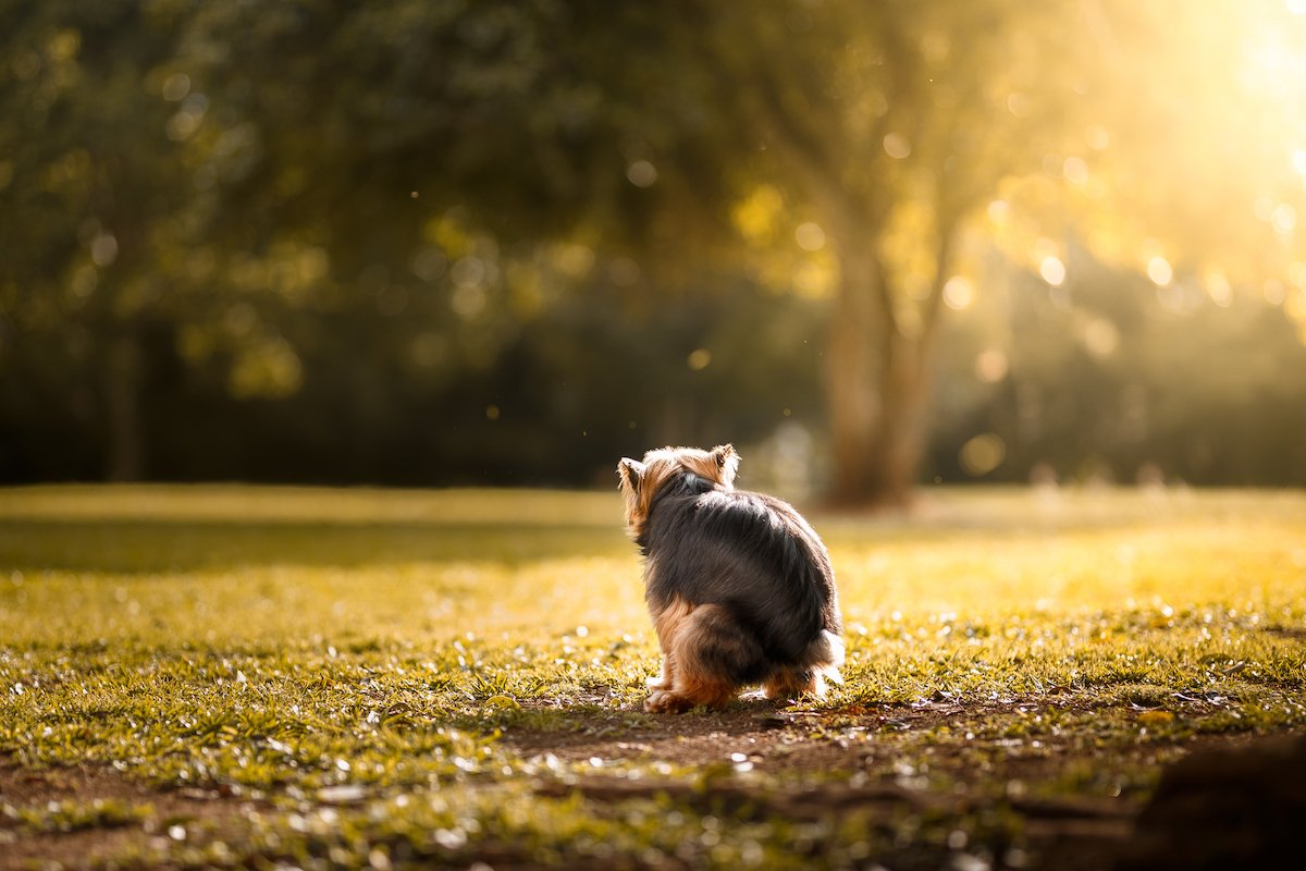 Pooping dog