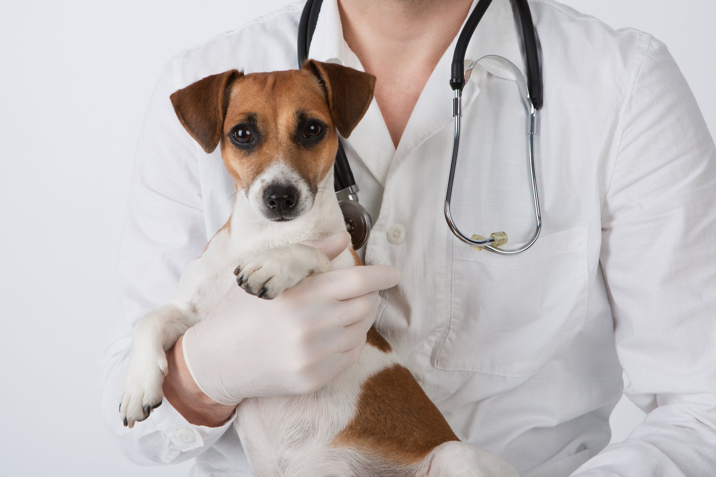 állatorvos jack russell terrier