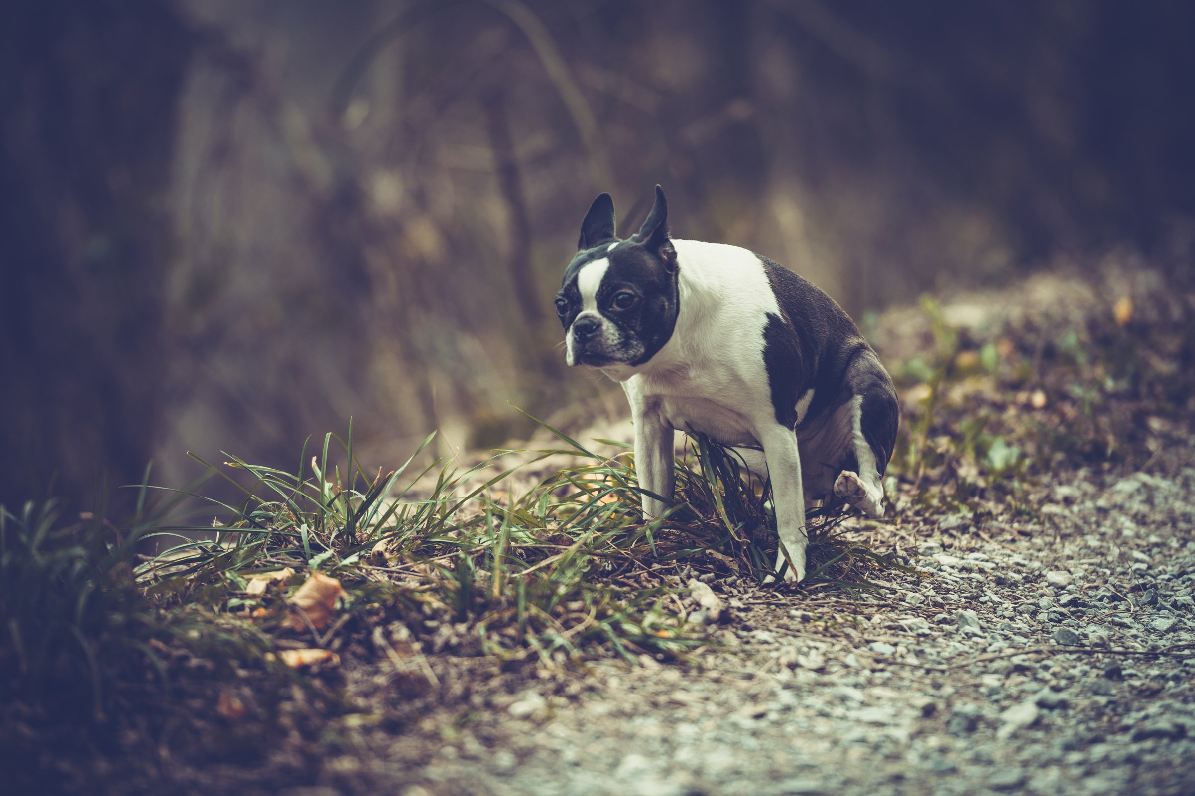 Boston Terrier kakil