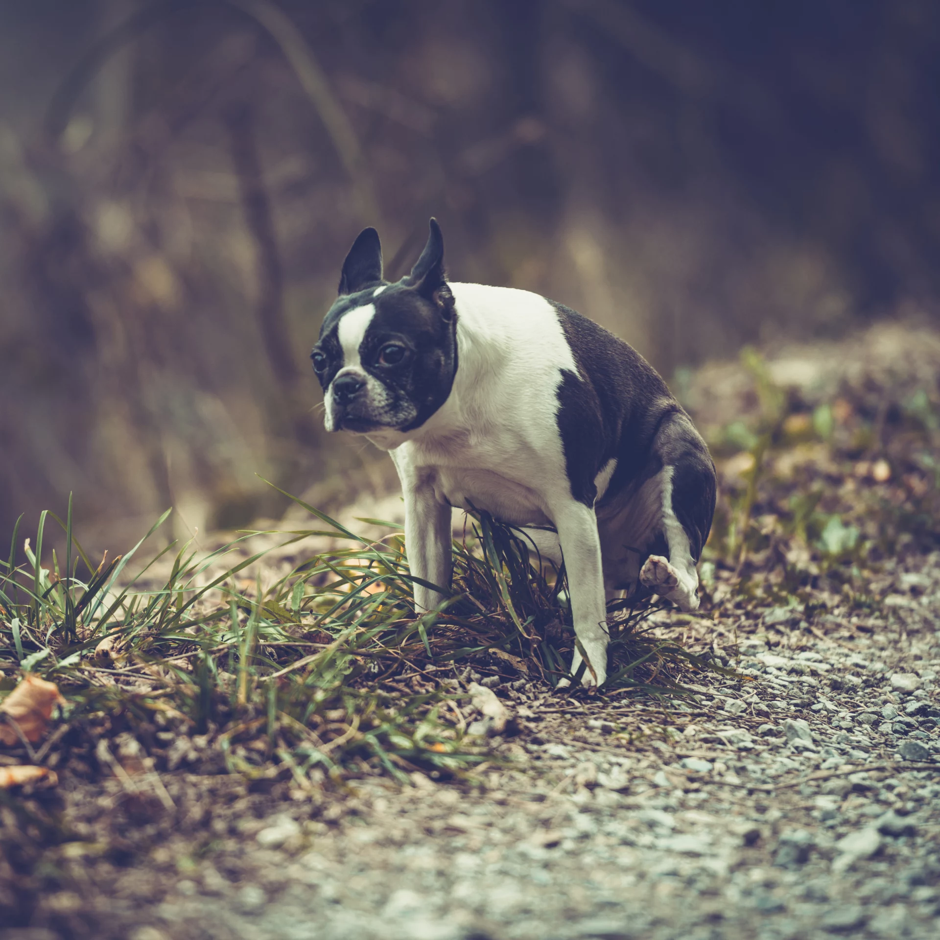 2020_09_kutya-vereset-kakil-kocka-scaled.webp