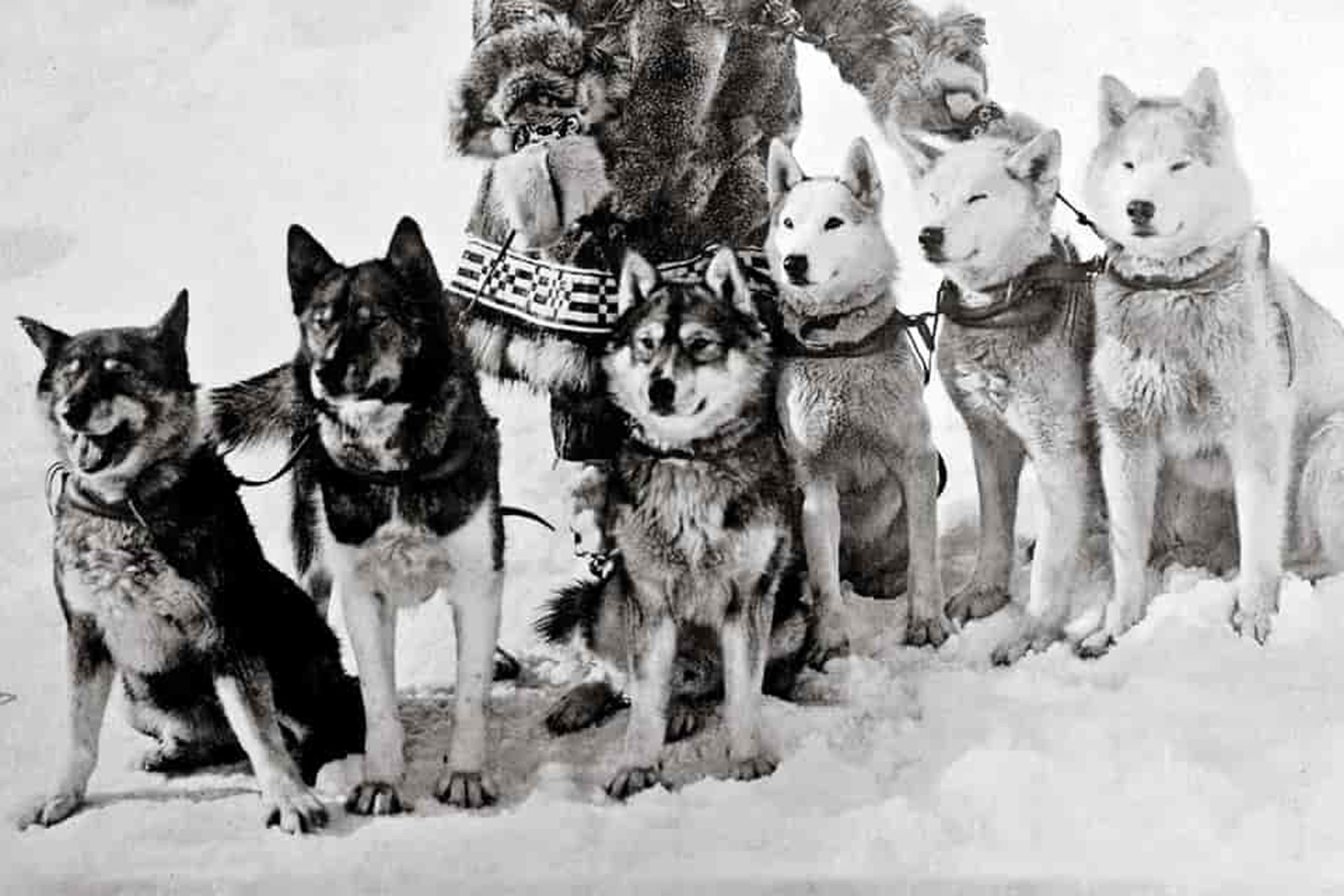 2020_09_leonhardseppalawithdogs-scaled.jpg