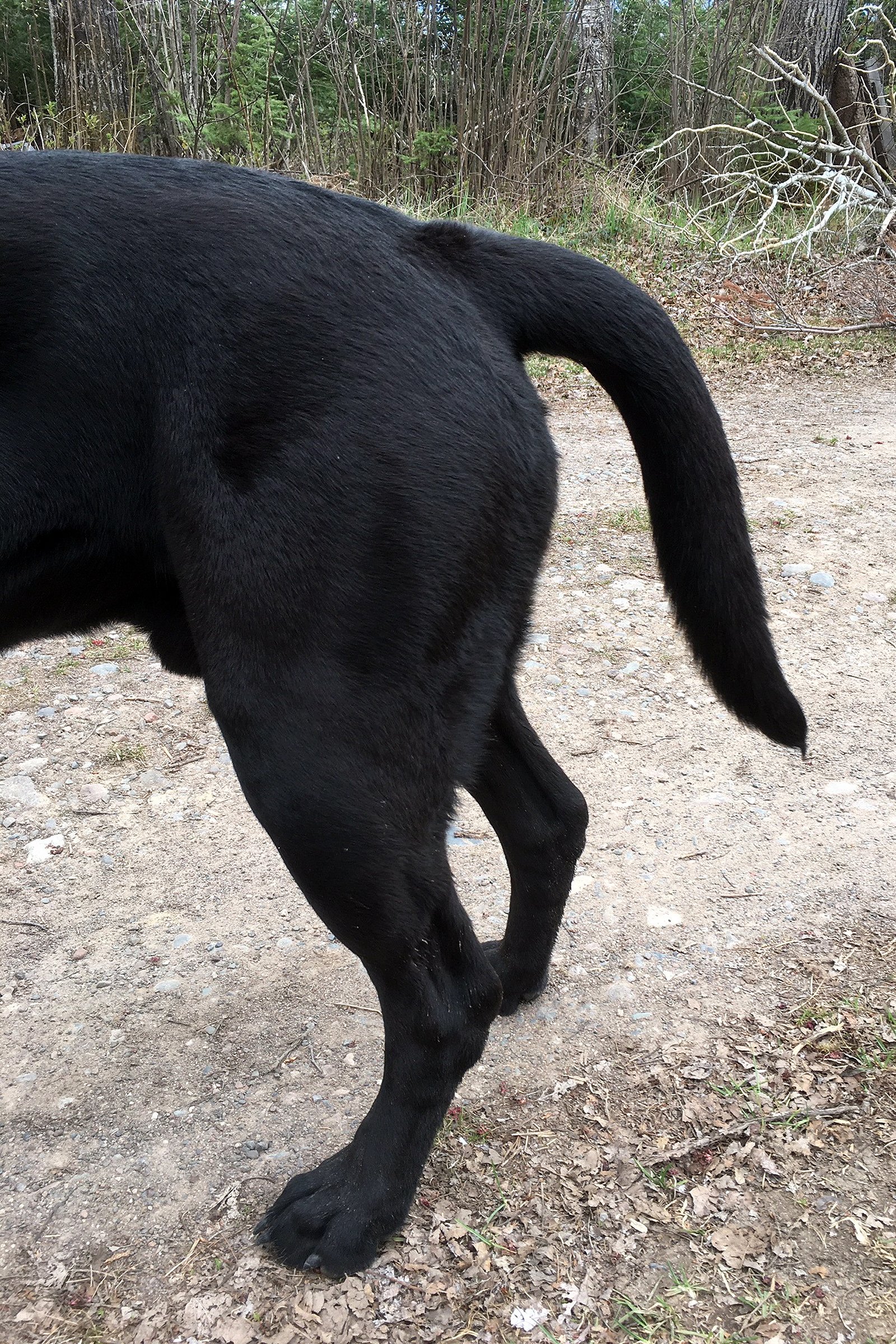 halott farok szindróma labrador