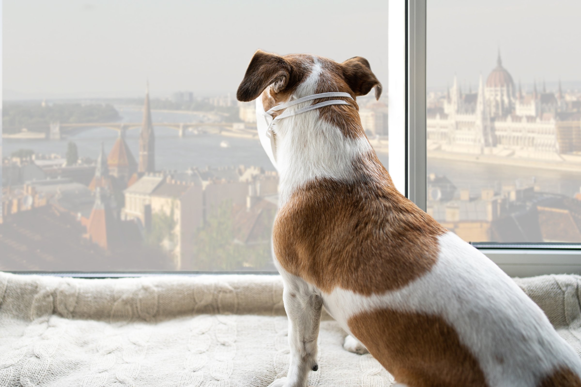 jack russell budapest