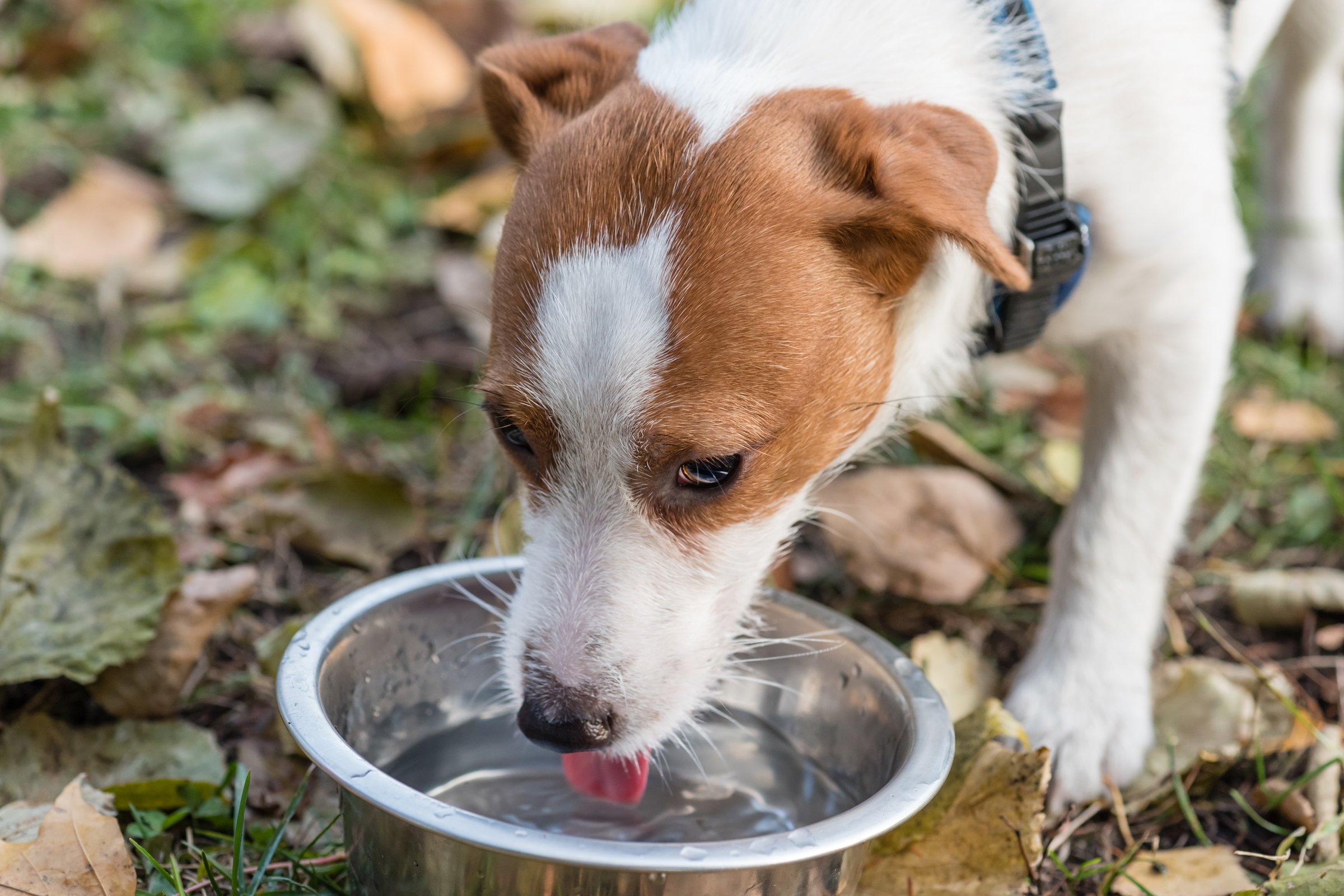 Jack russell iszik