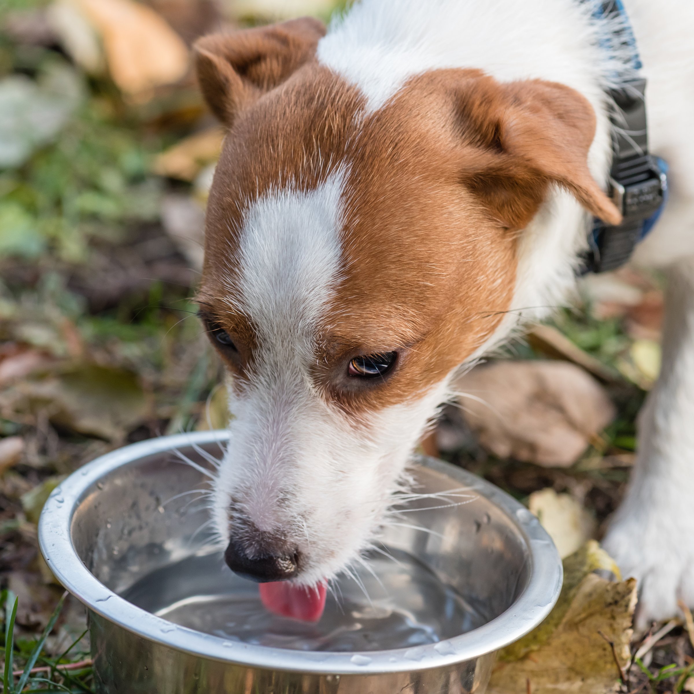 Jack russell iszik kocka