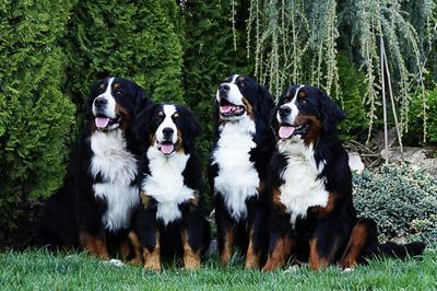 Berni pásztorkutyák a Jacks and Bears kennelből