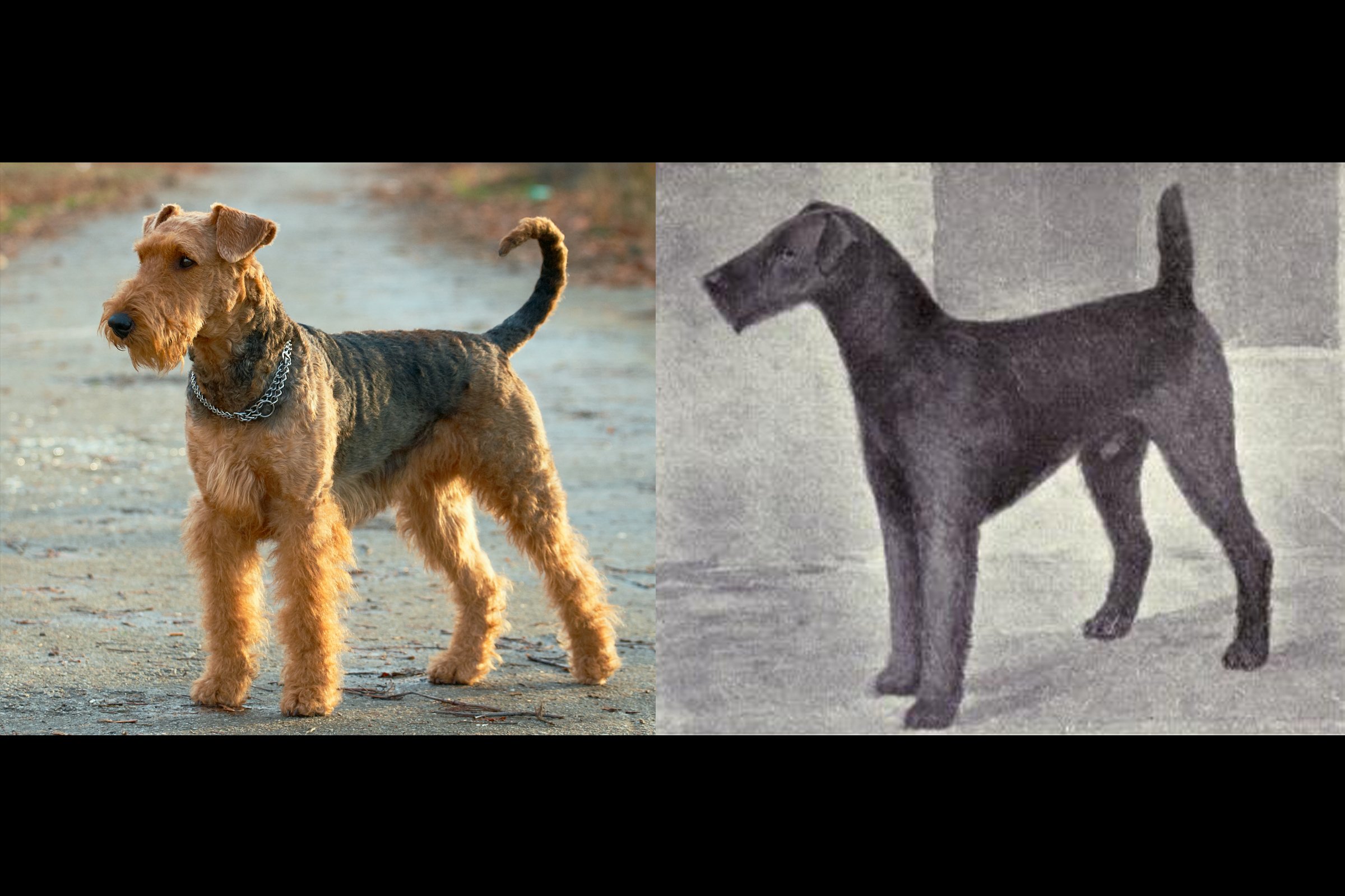 airedale-régen