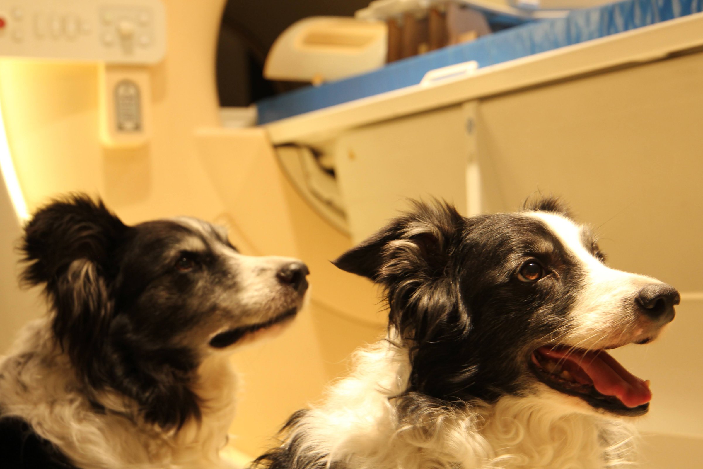 border collie elte