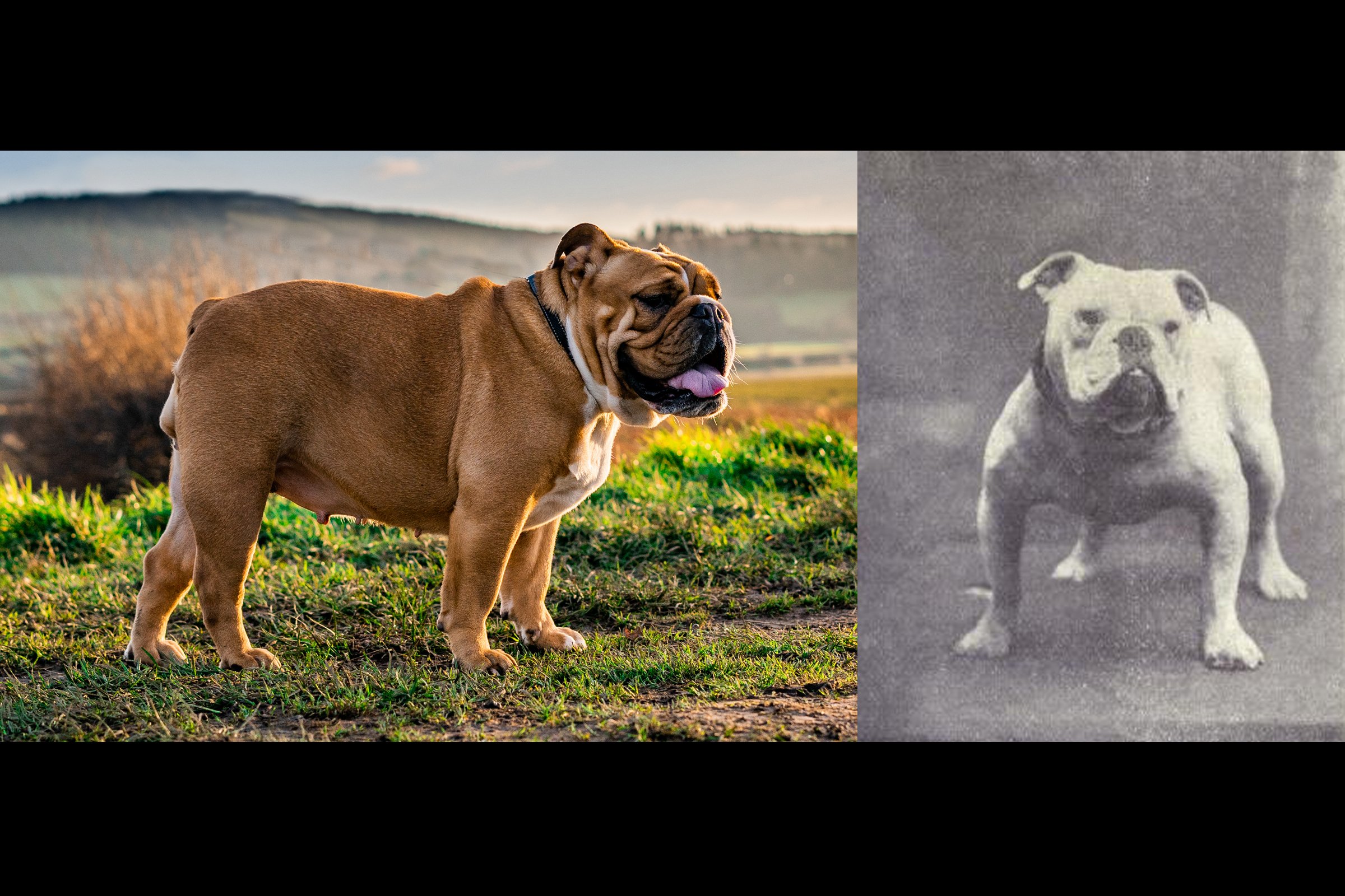 bulldog-régen