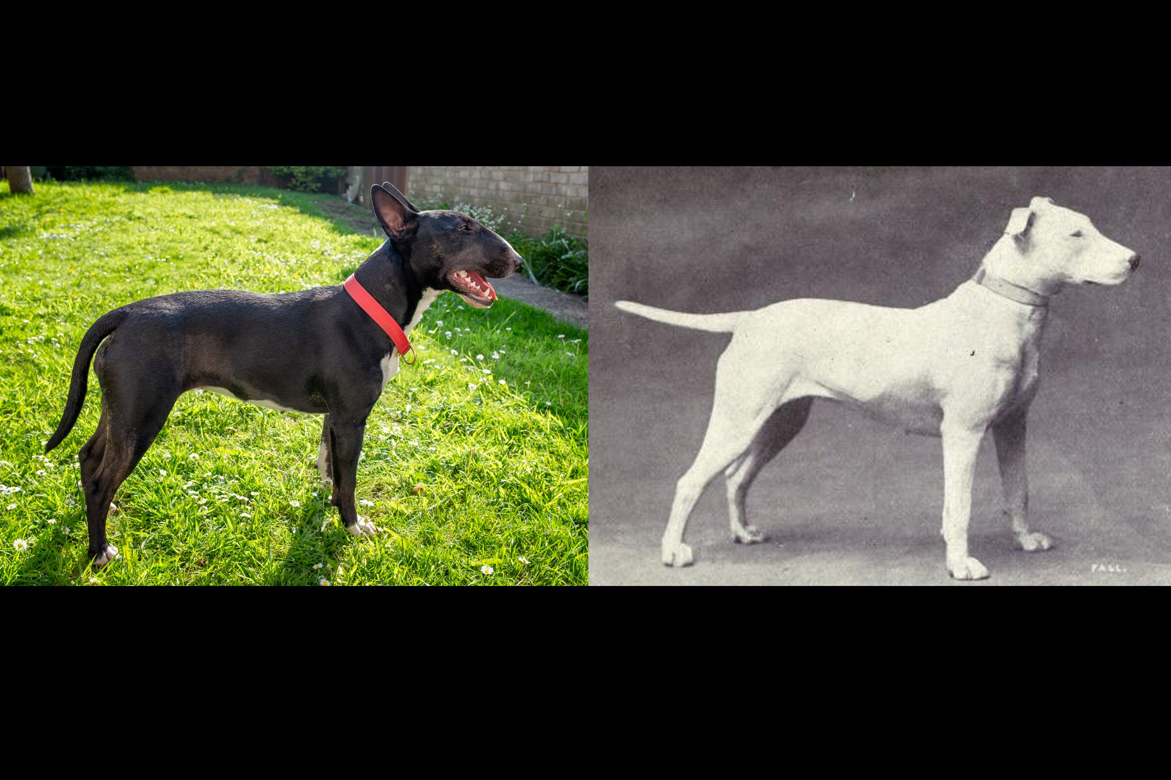 bullterrier-régen