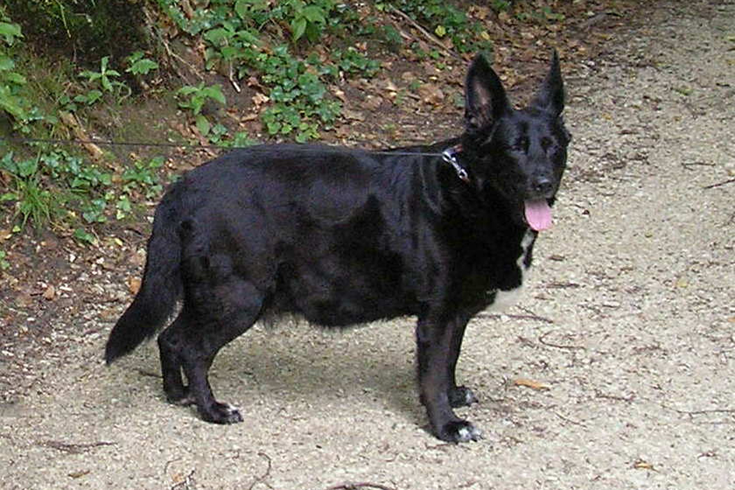 cushing-kór kutya
