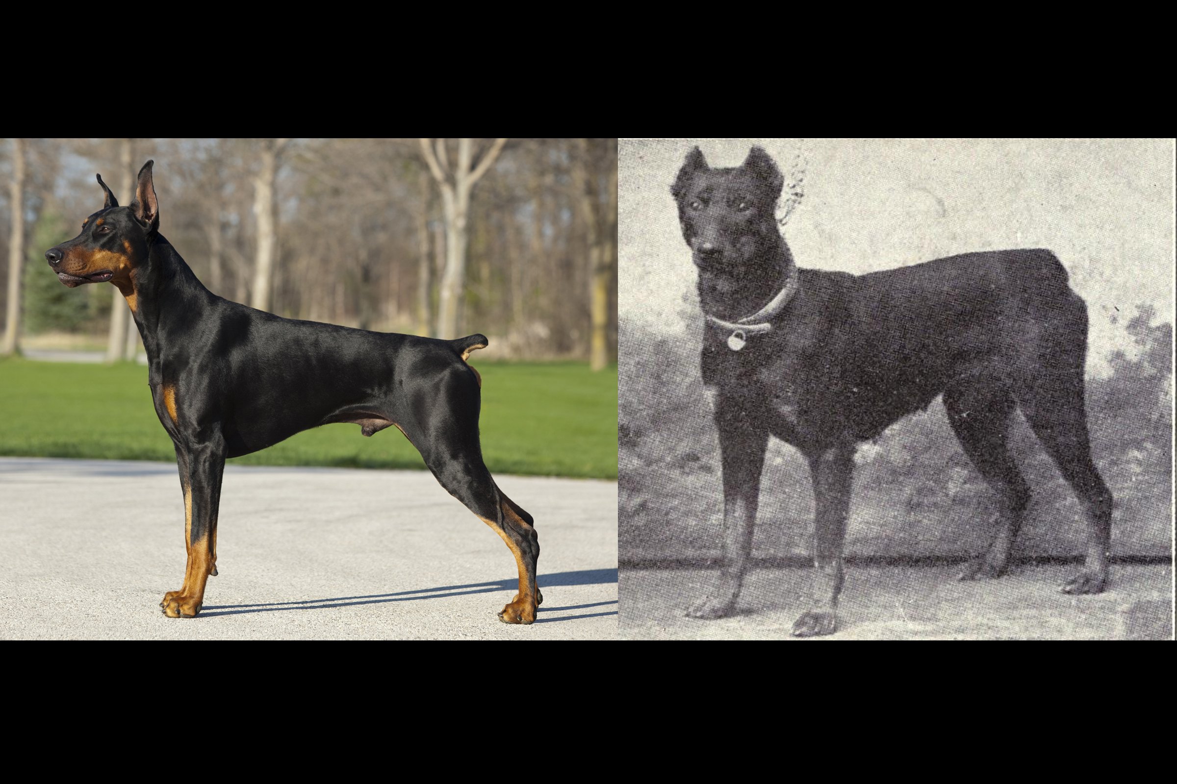 dobermann régen