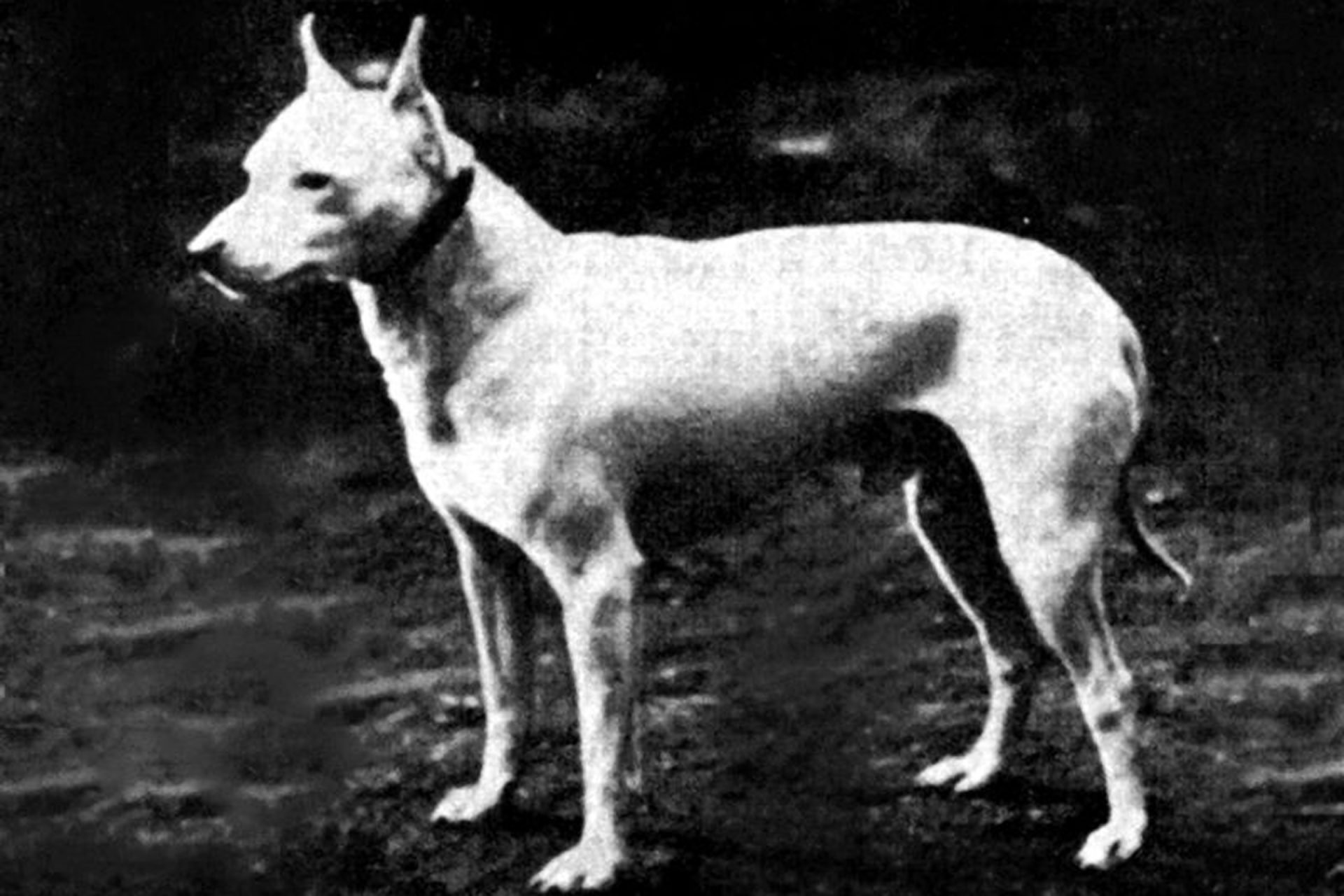 2020_10_englishwhiteterrier1890-scaled.jpg