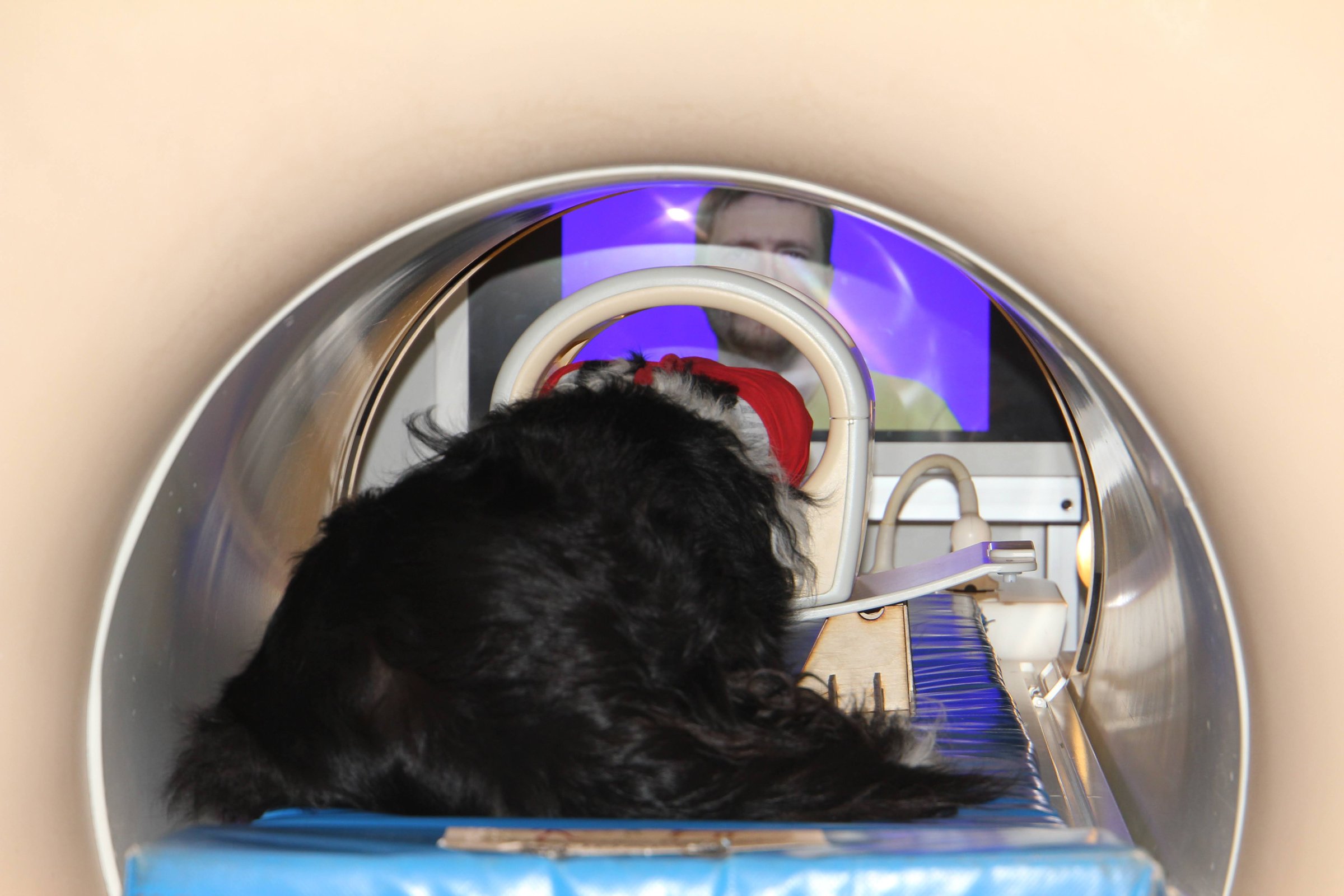 ELTE fMRi