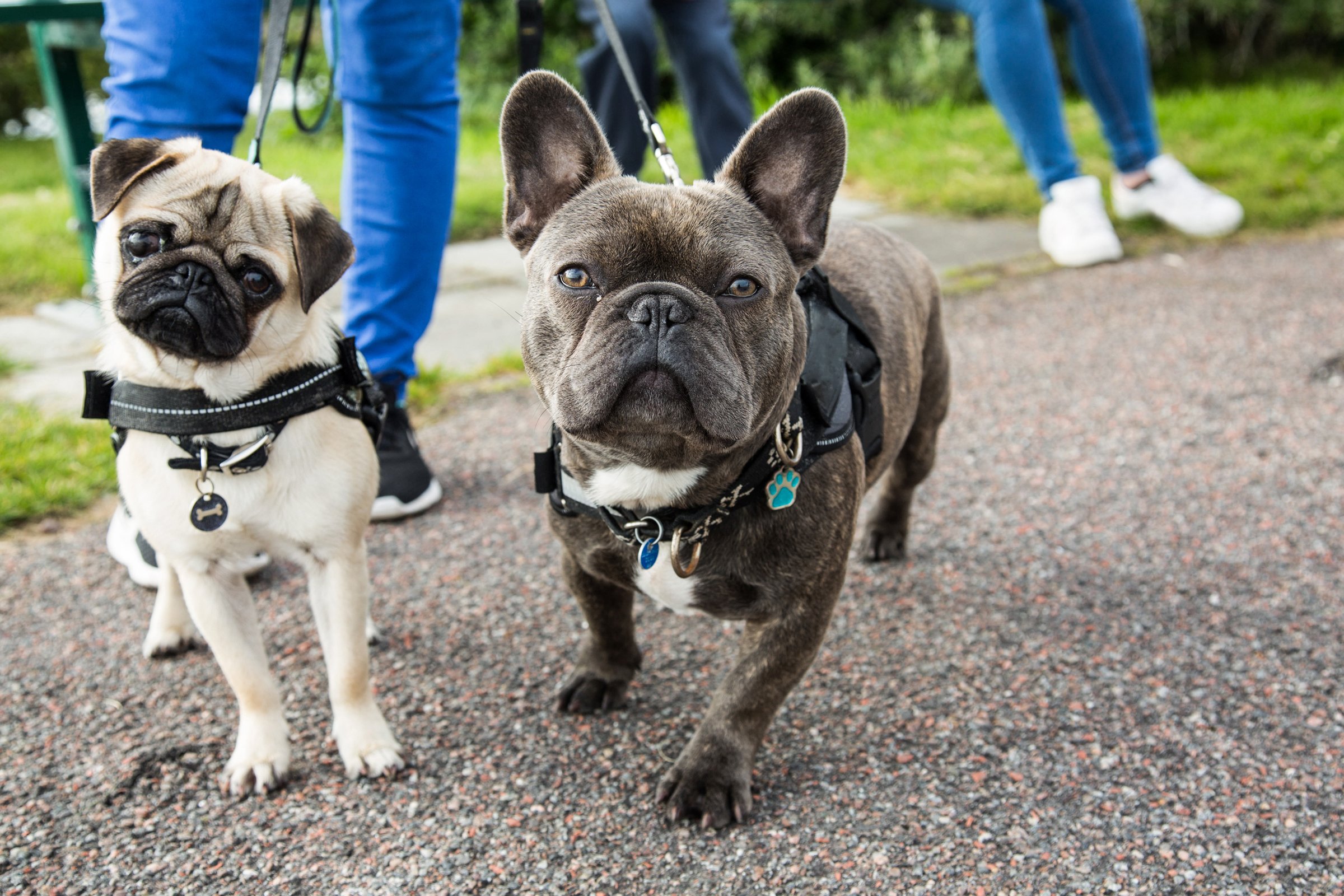 mopsz és francia bulldog