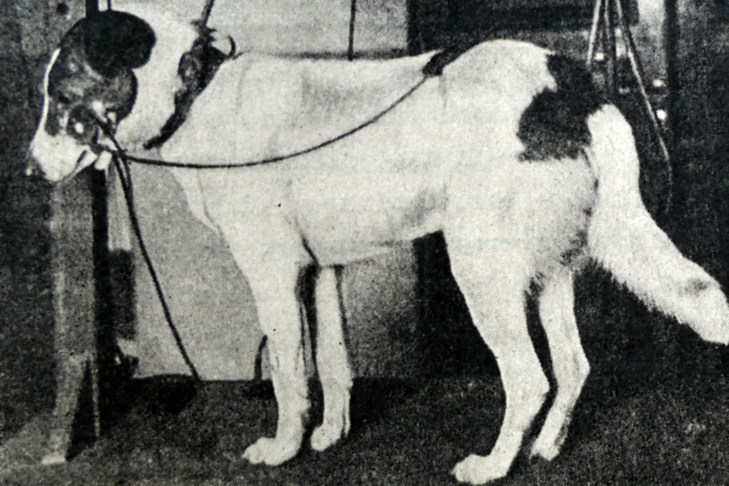 Pavlov kutya 5