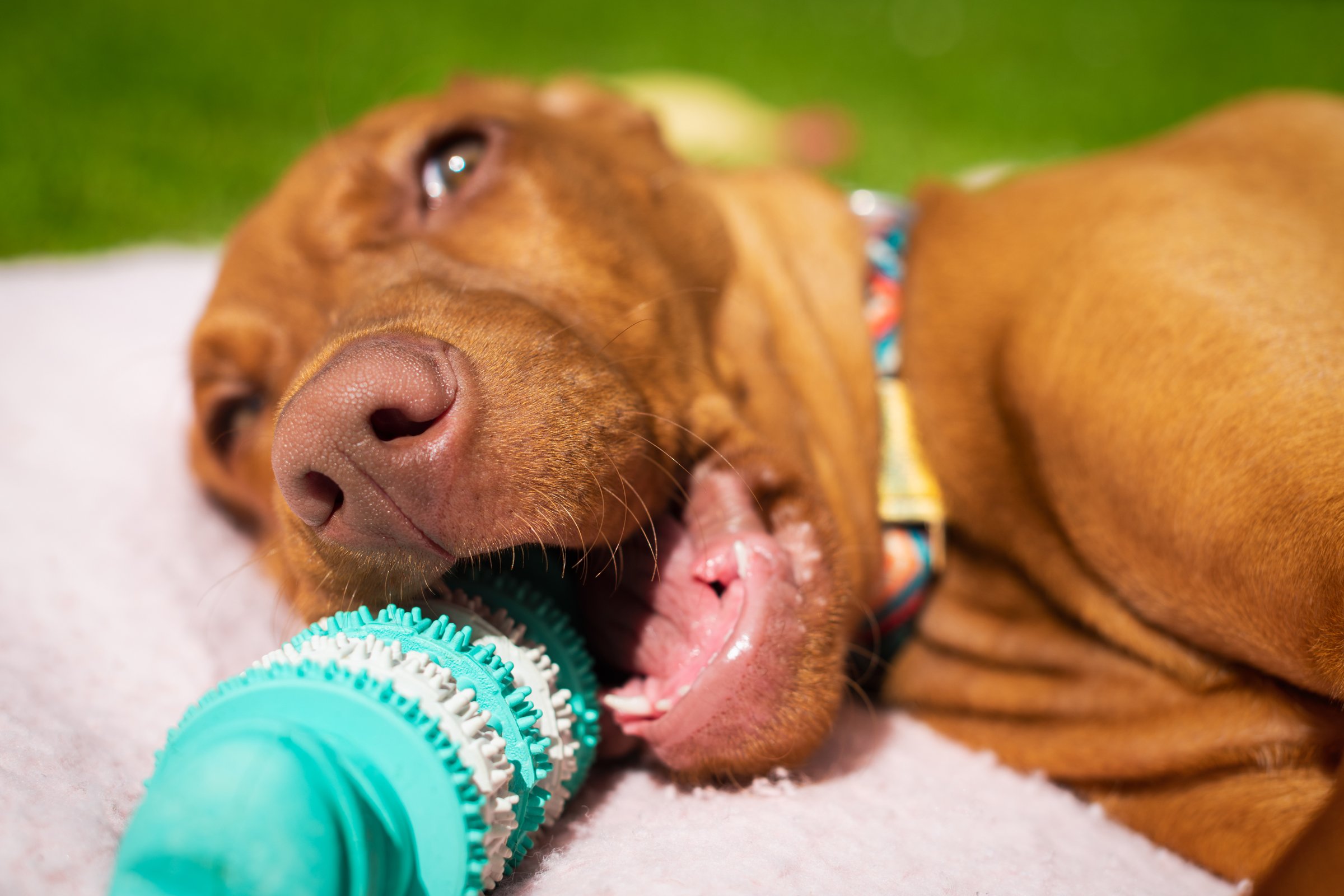 vizsla gumicsonttal