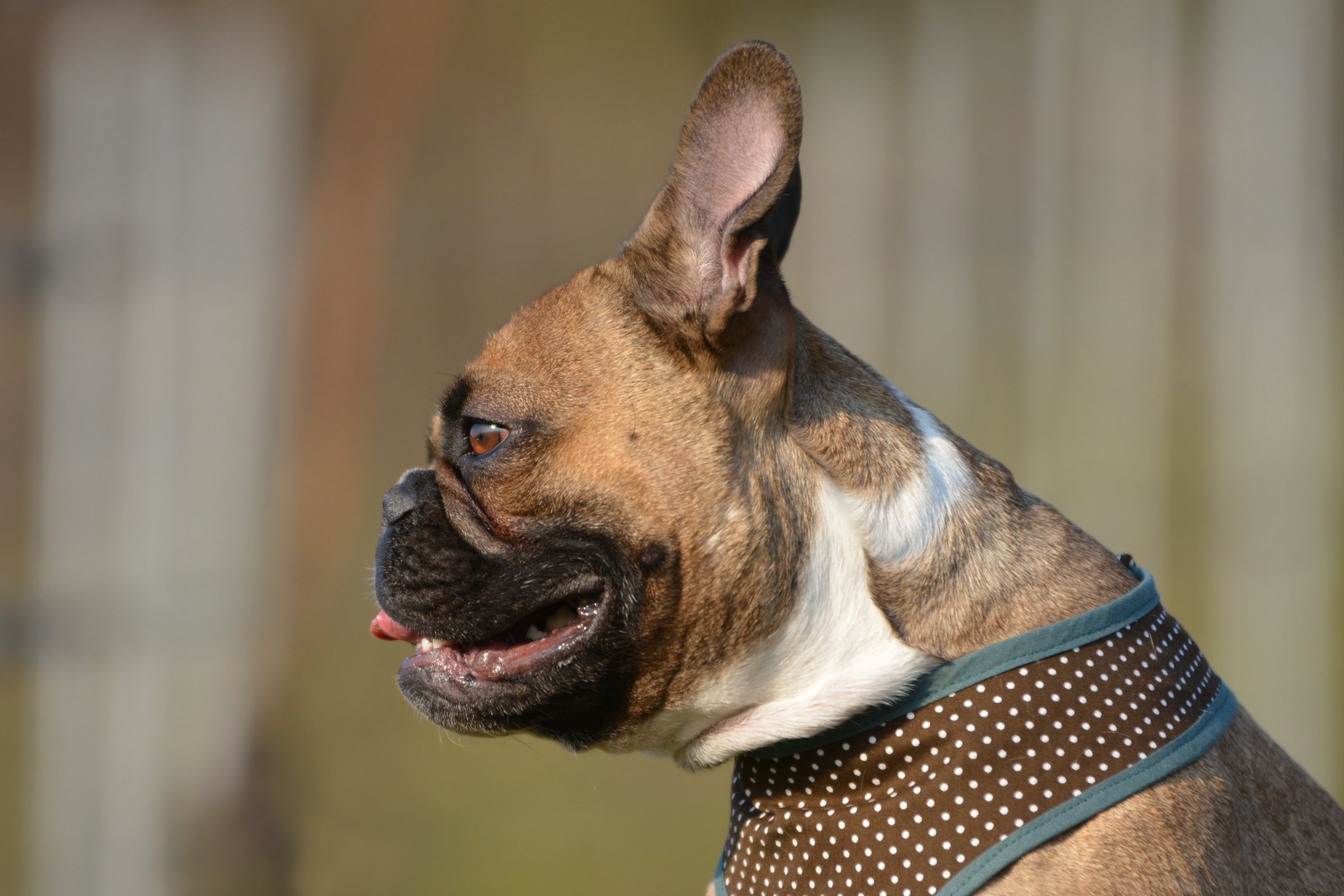francia bulldog oldalról