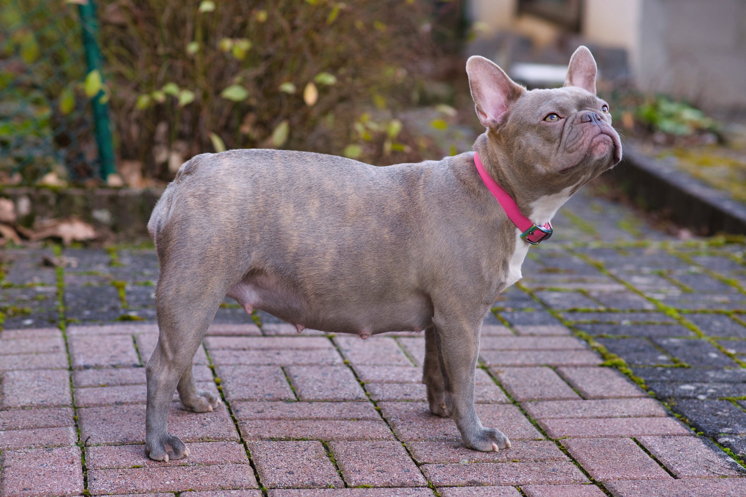 vemhes francia bulldog