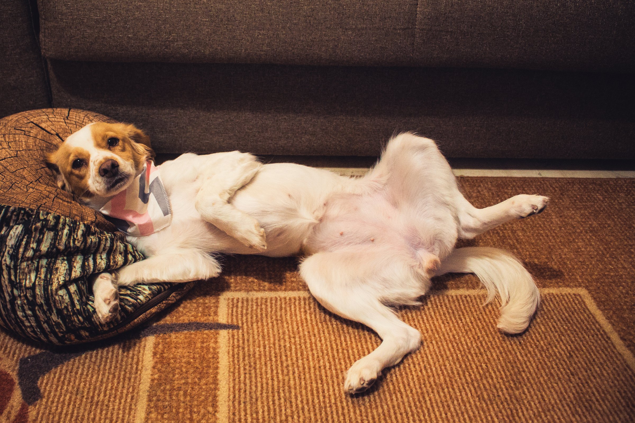 dog rests on a pillow