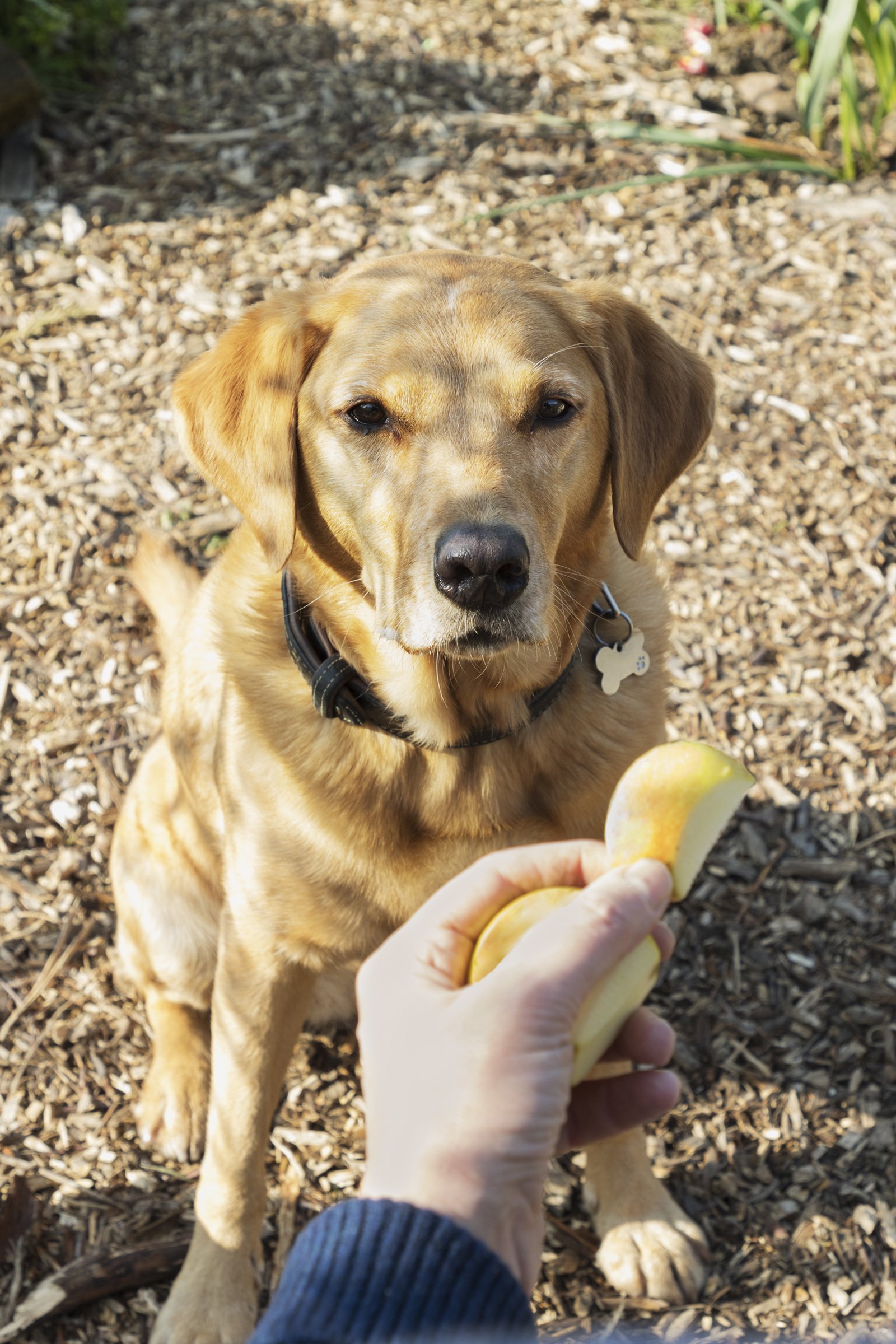 labrador alma