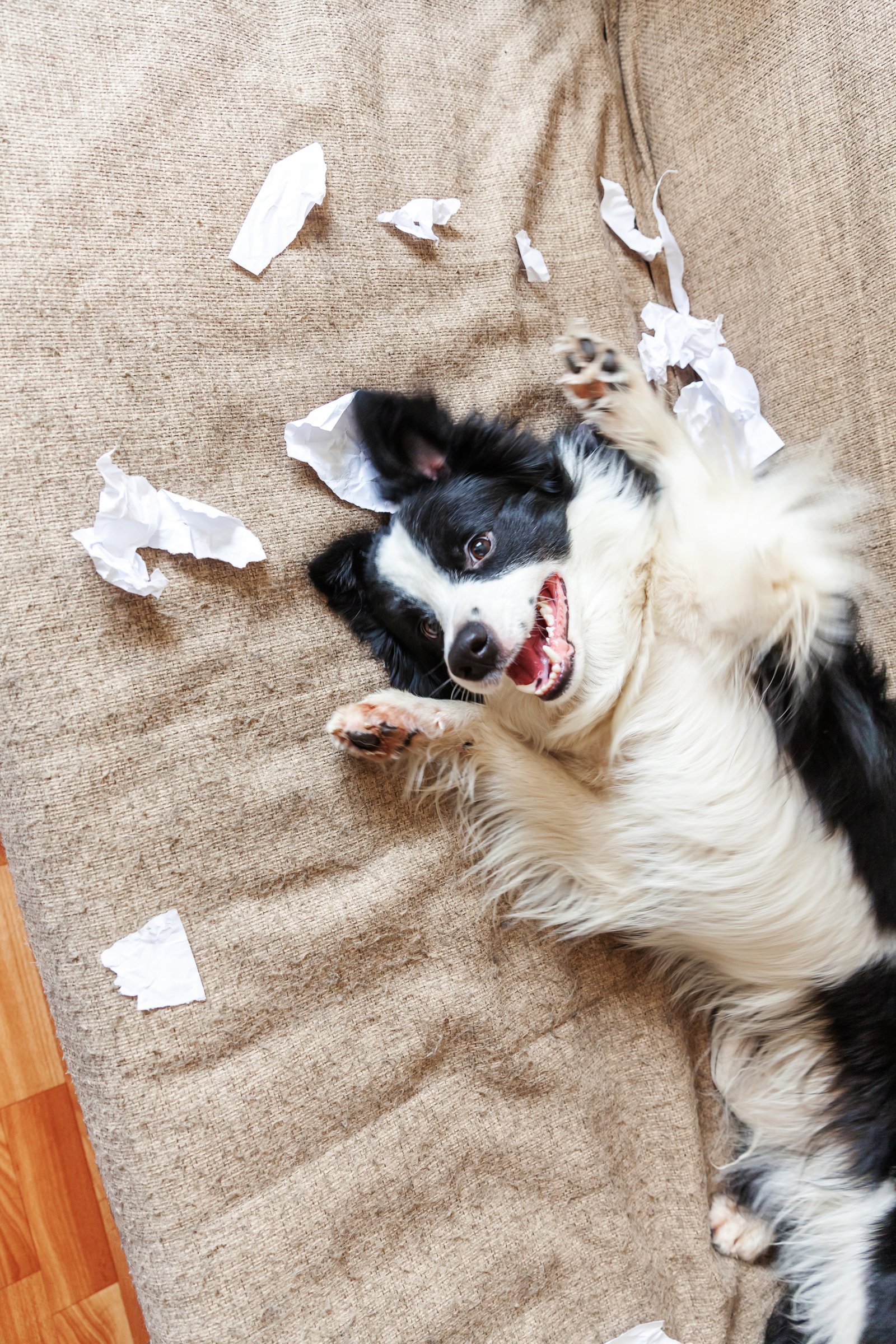 rossz border collie