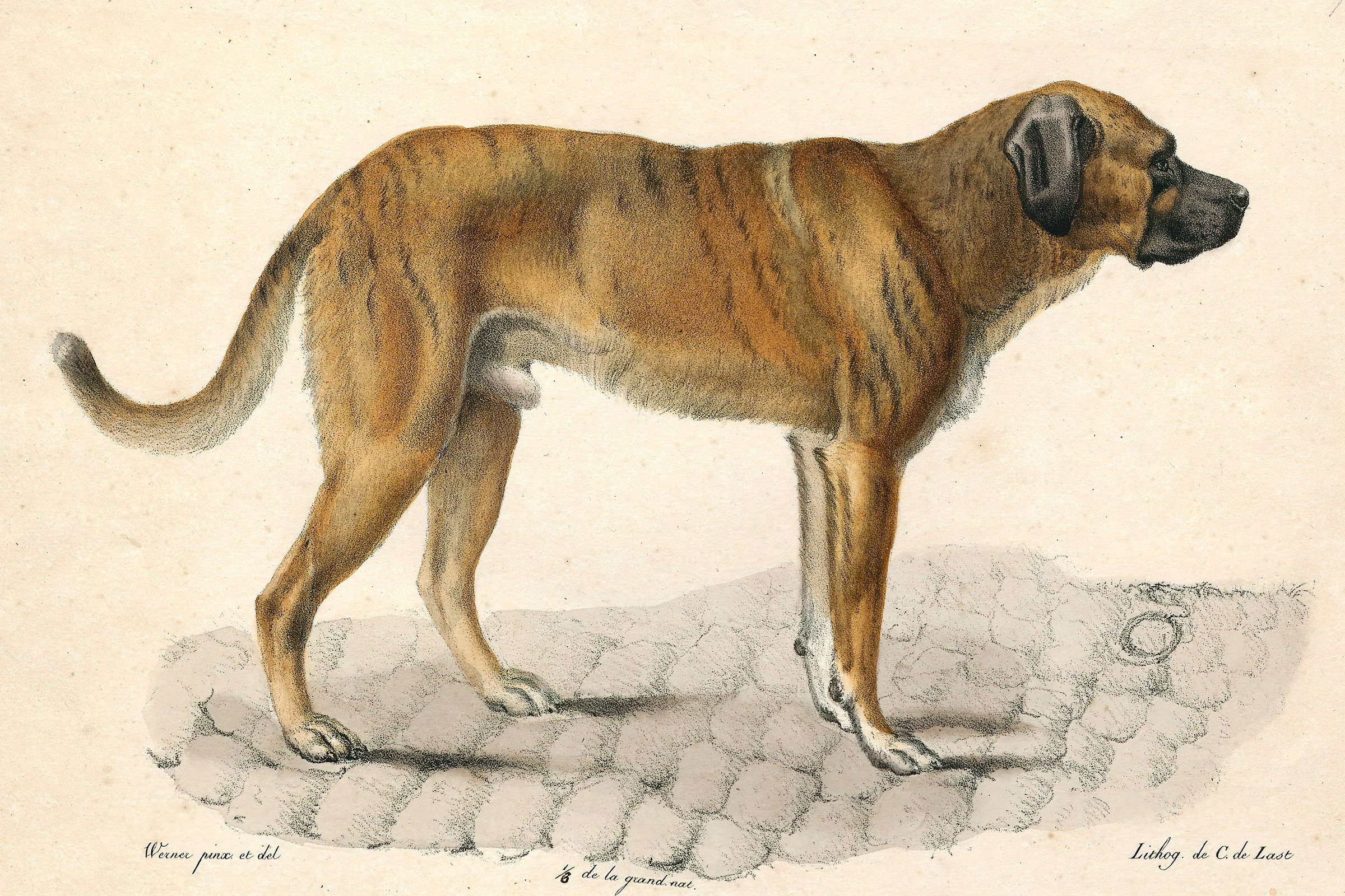 molosszus 2