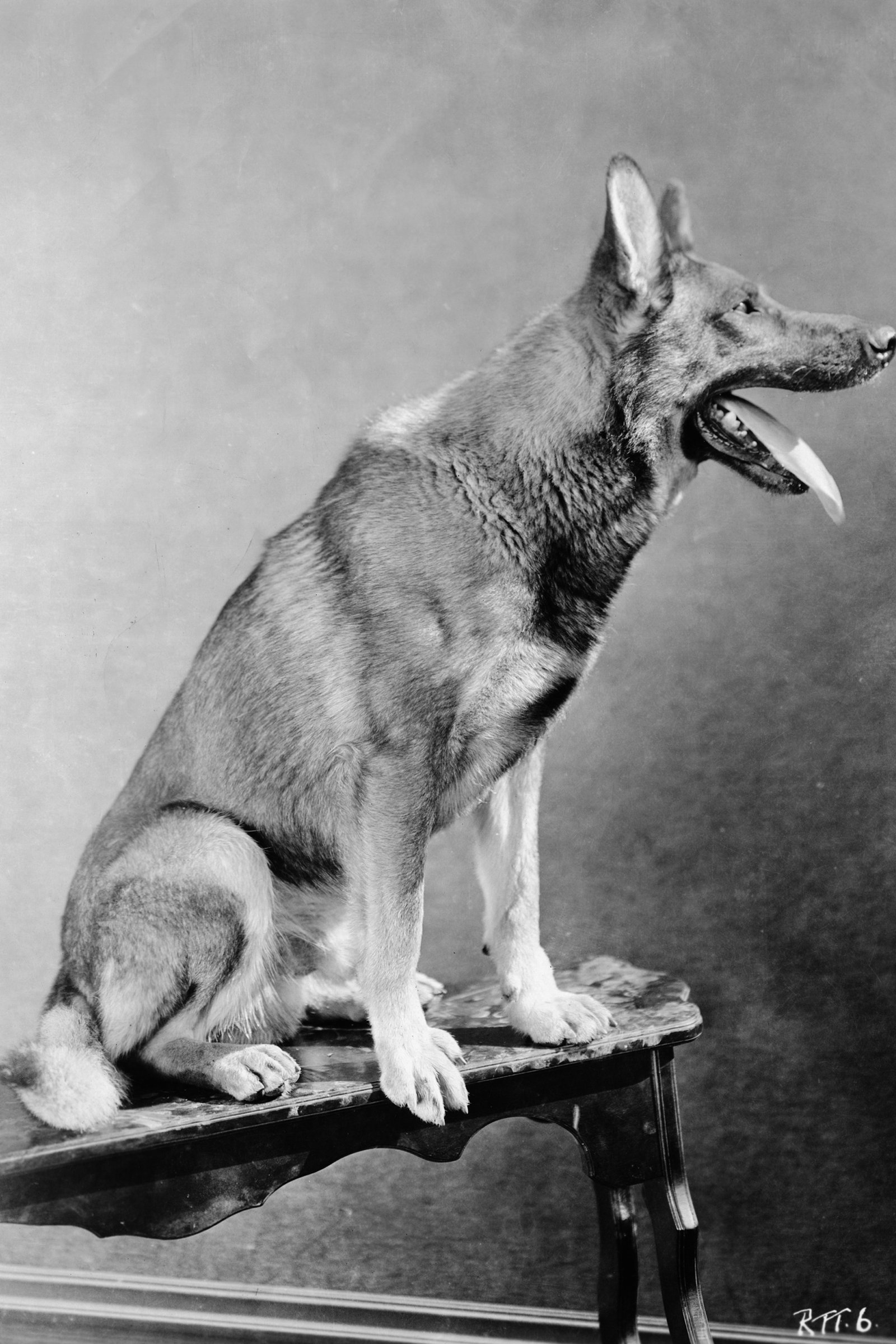 Rin Tin Tin 2